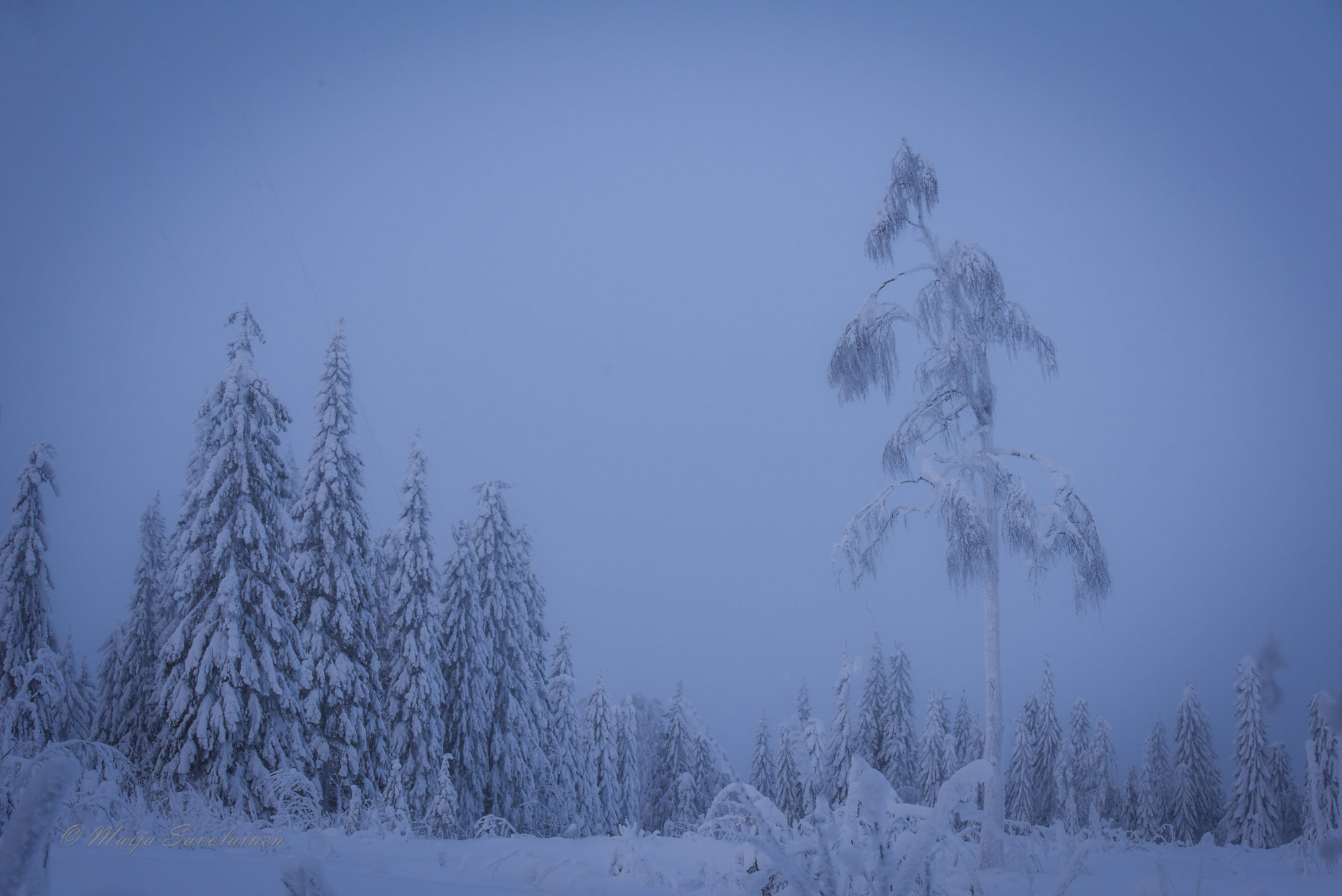 Valokuvaaja: Maija Savolainen