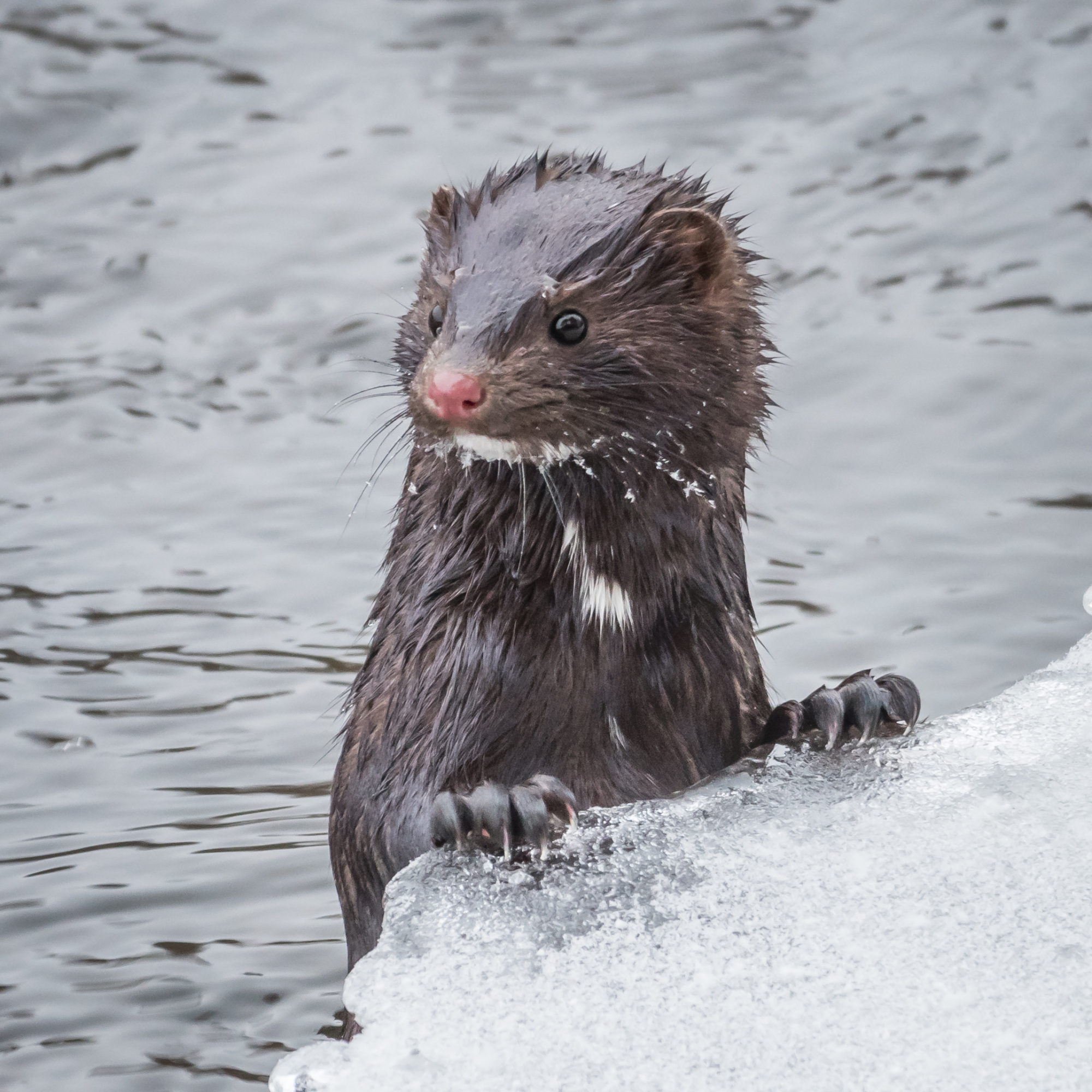Valokuvaaja: Hannu Rämä