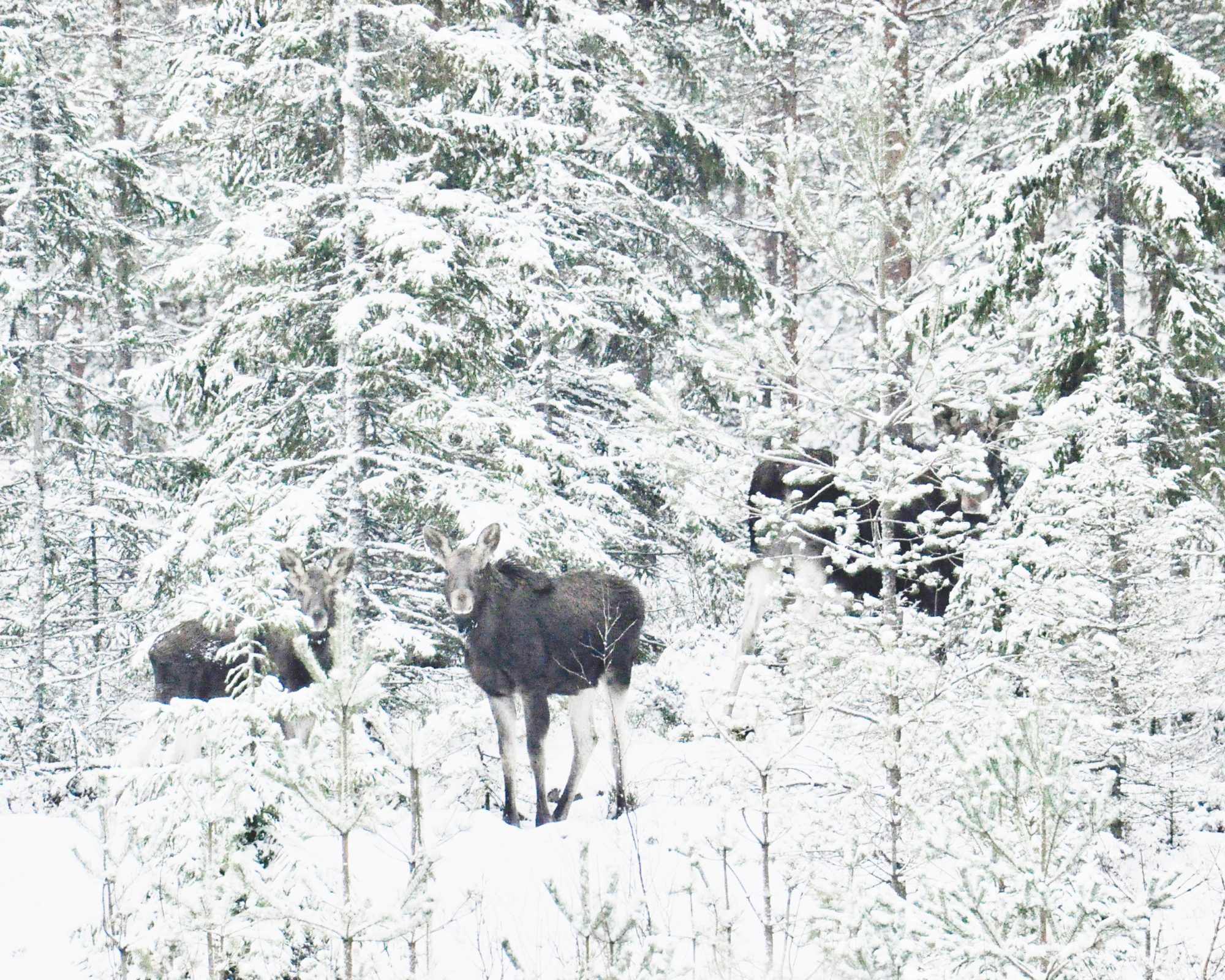 Valokuvaaja: Jenni Merilä