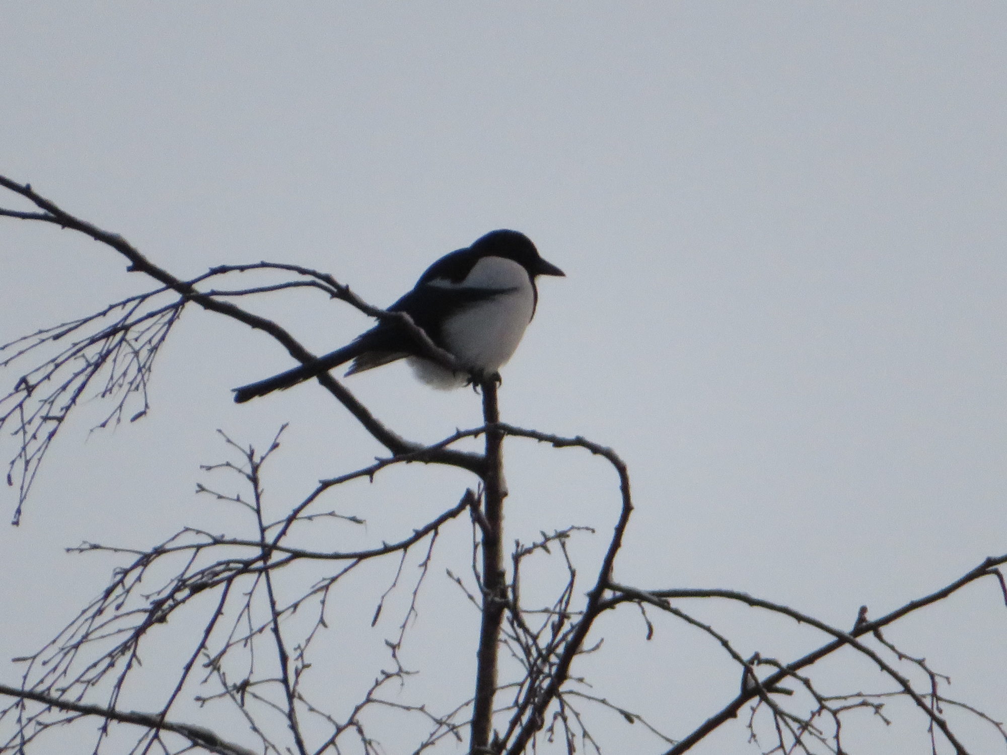 Valokuvaaja: Risto Kangassalo