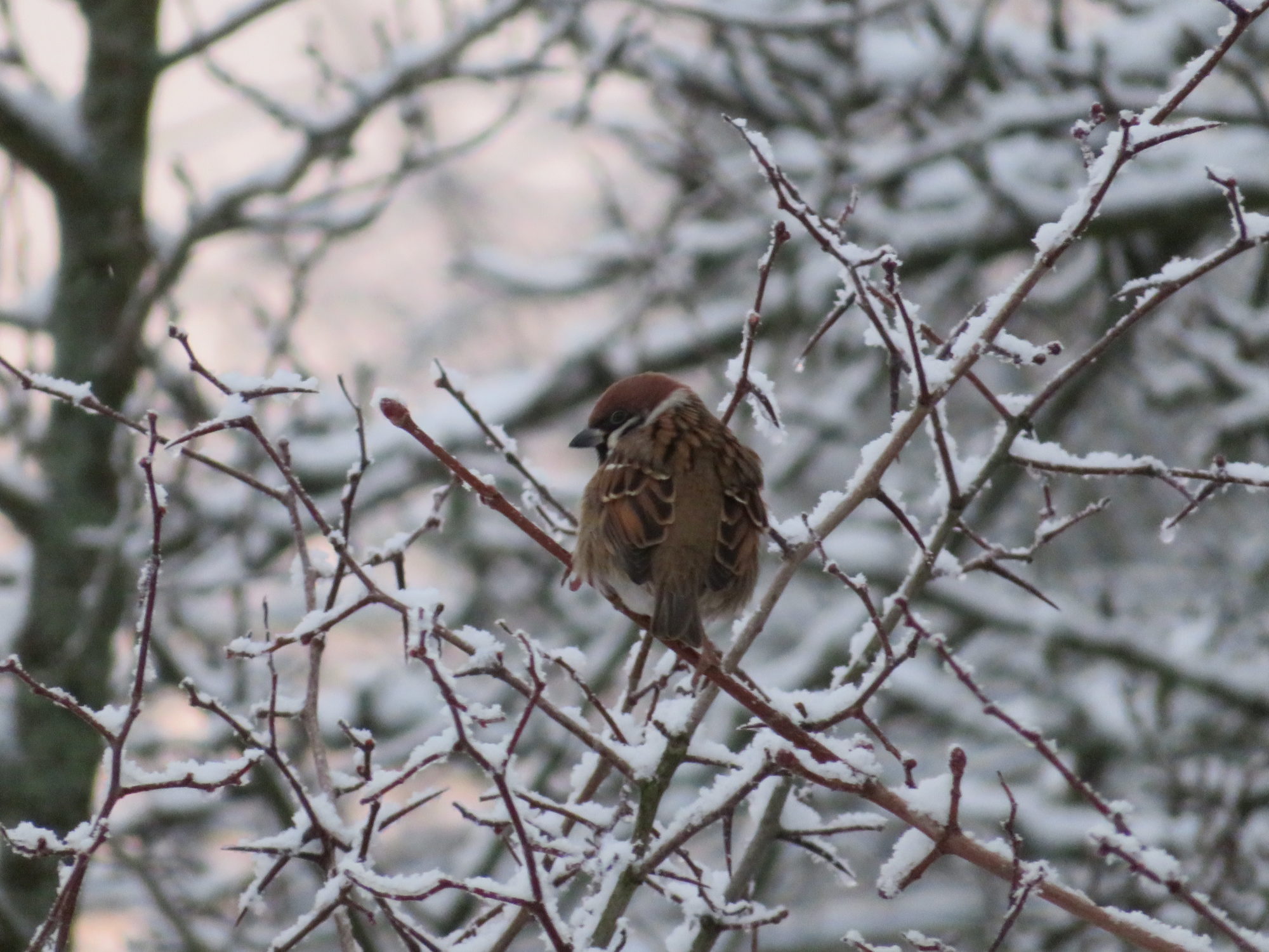 Valokuvaaja: Risto Kangassalo