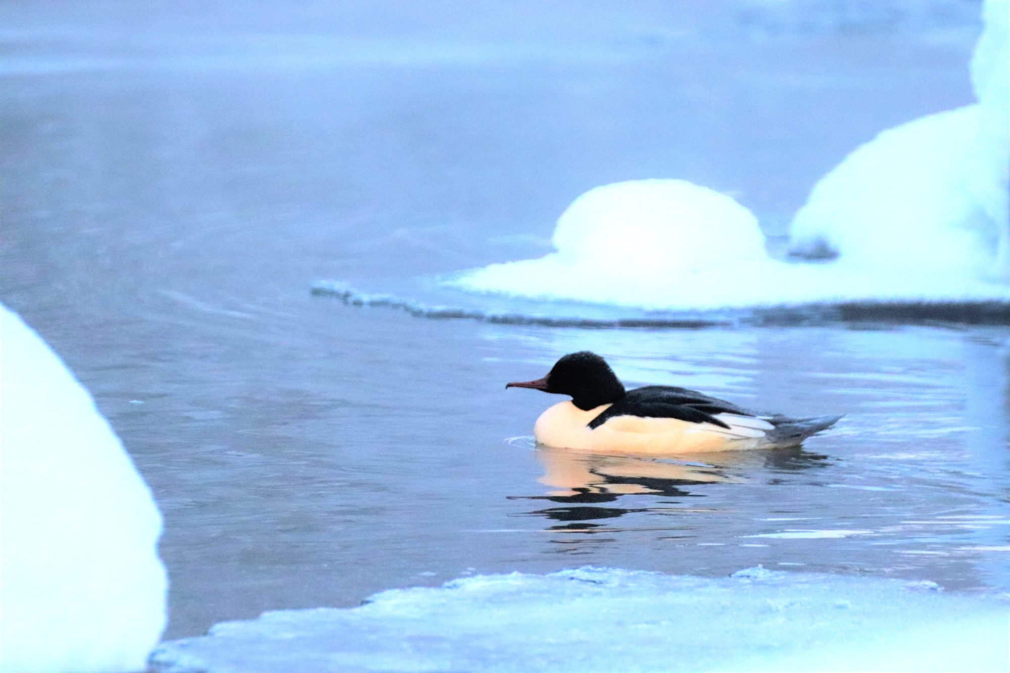 Valokuvaaja: Irja Lehtinen