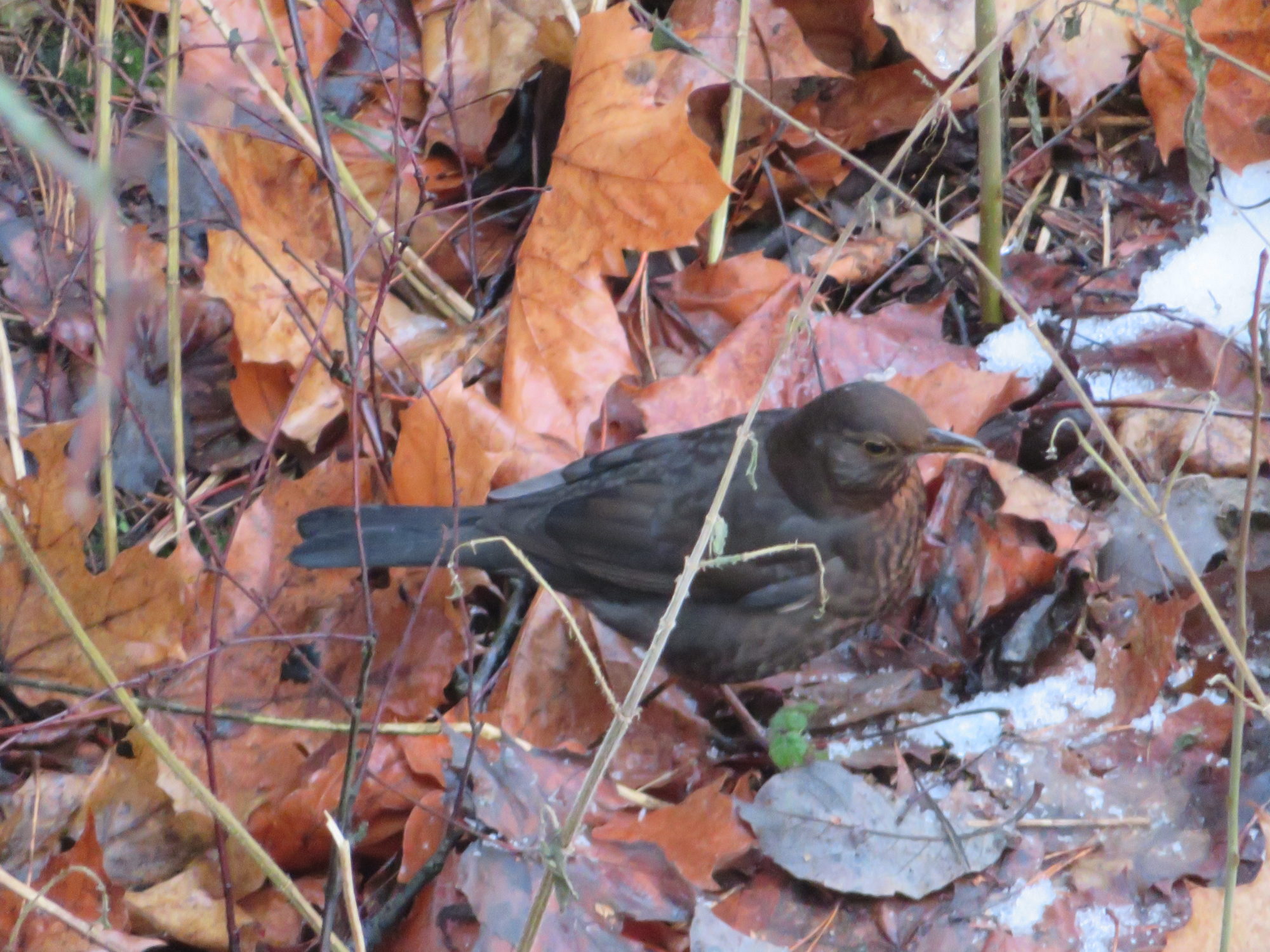 Valokuvaaja: Risto Kangassalo
