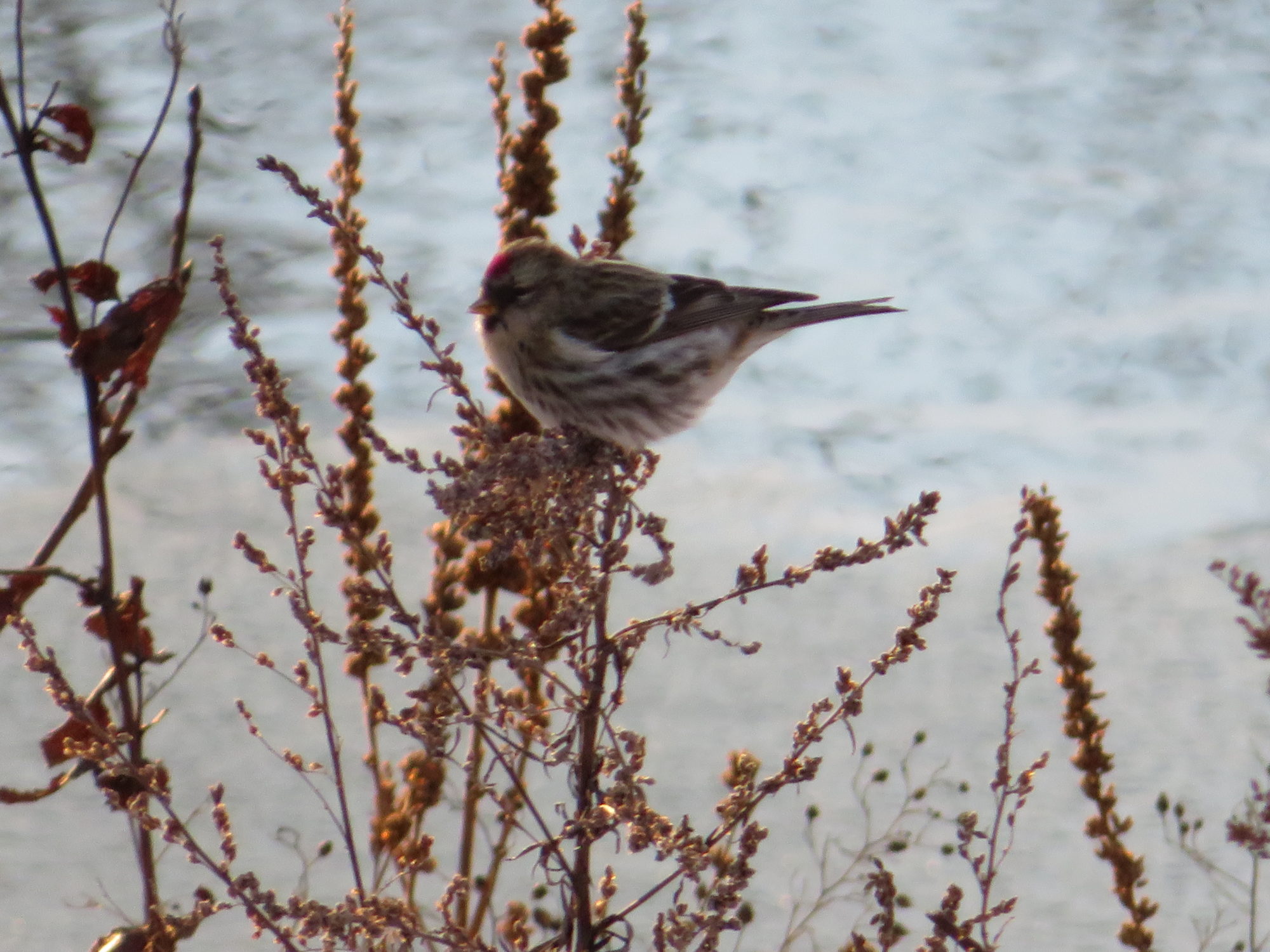 Valokuvaaja: Risto Kangassalo