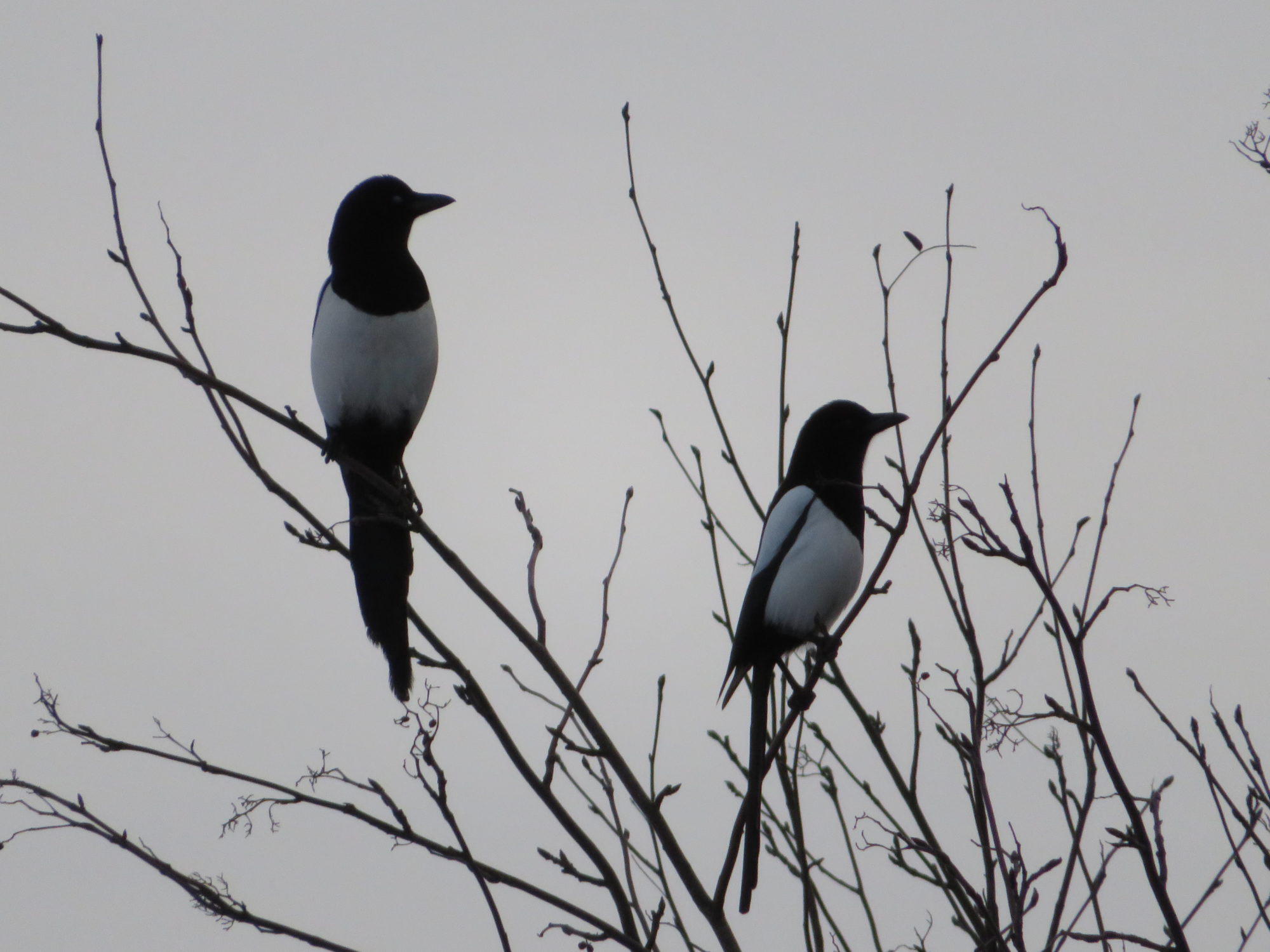 Valokuvaaja: Risto Kangassalo
