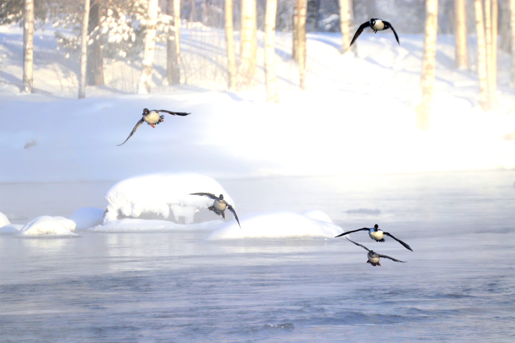 Valokuvaaja: Irja Lehtinen