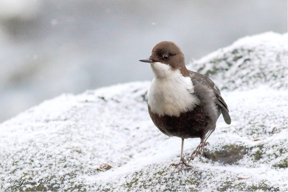 Valokuvaaja: Jarmo Jutila