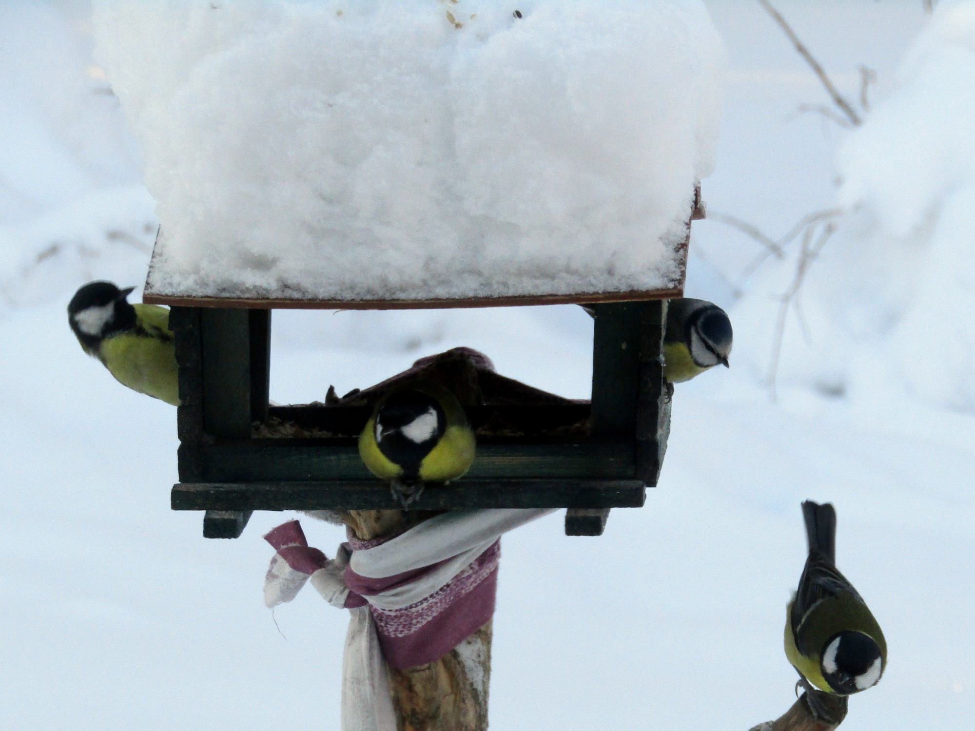 Valokuvaaja: Sirkka Ruotoistenmäki