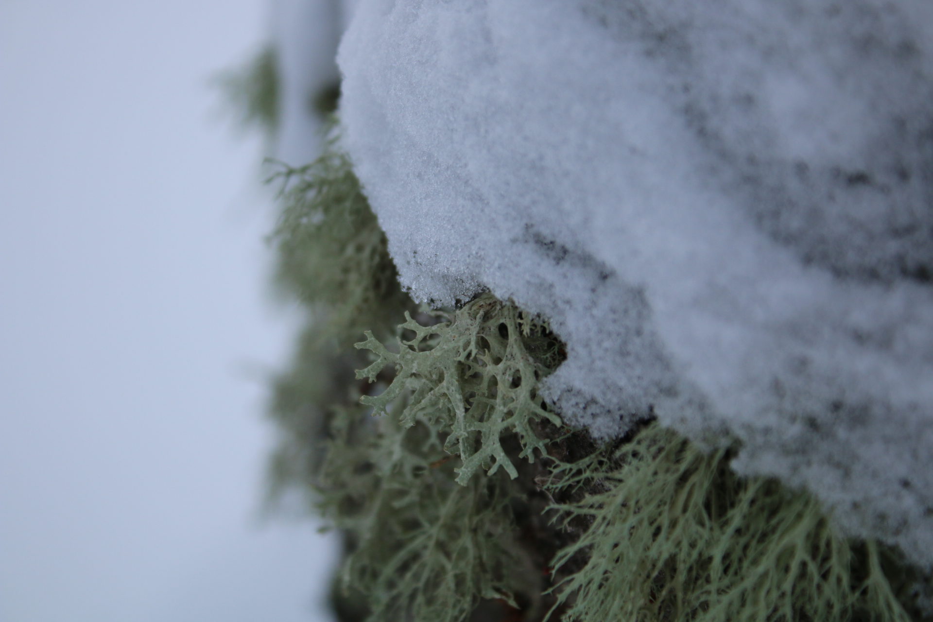 Valokuvaaja: Teija Järvenpää