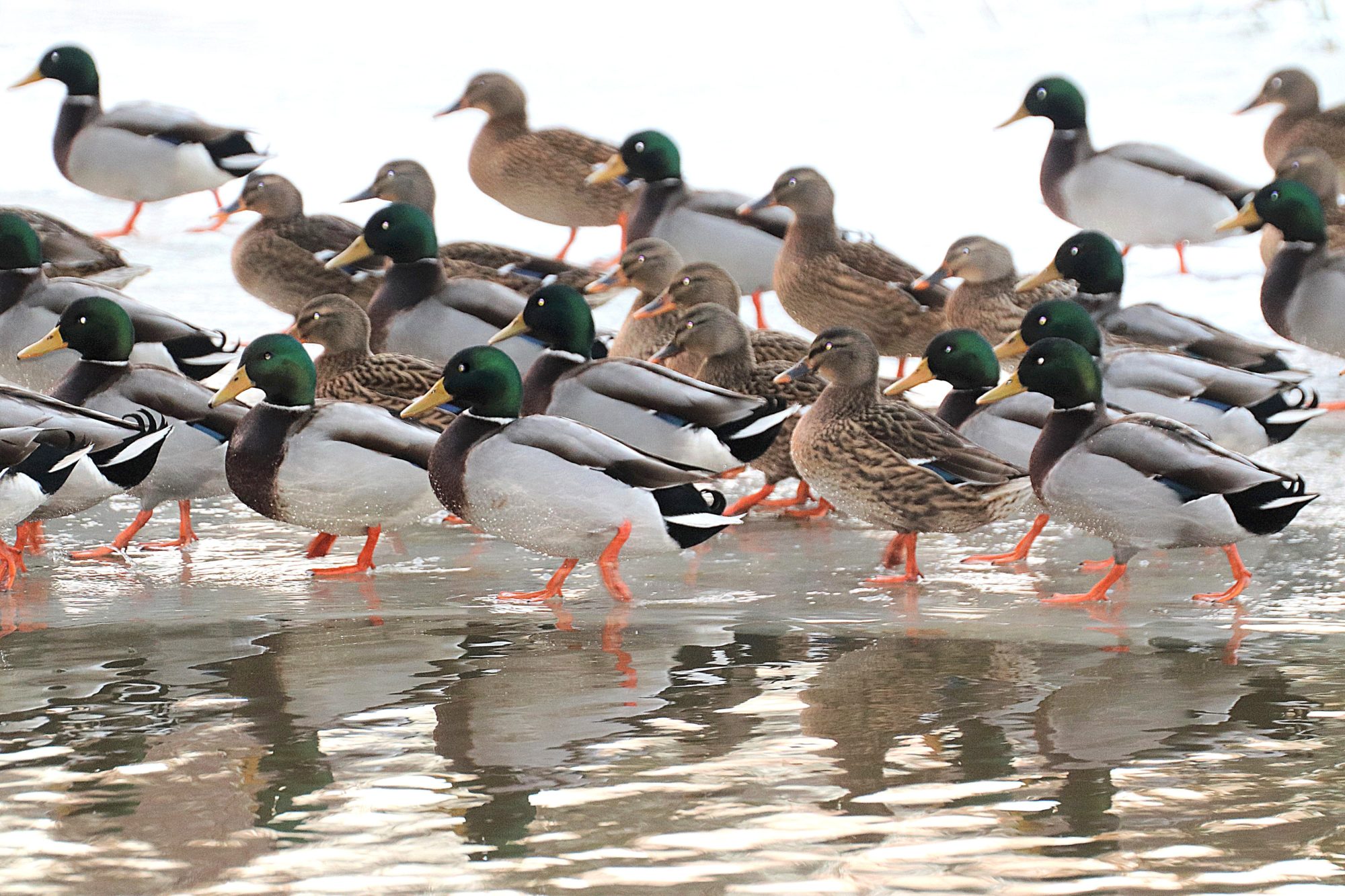 Valokuvaaja: Irja Lehtinen