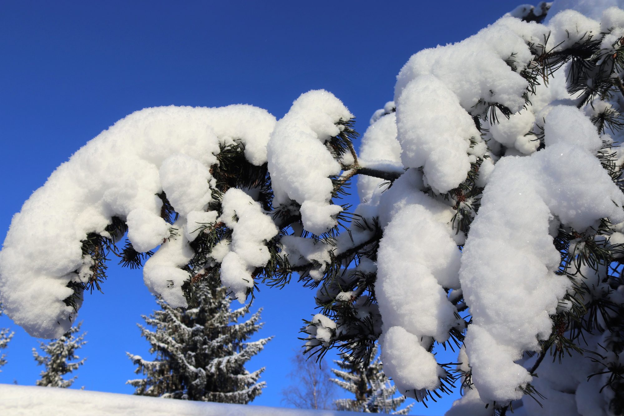 Valokuvaaja: Irja Lehtinen Valokuvaaja: Irja Lehtinen