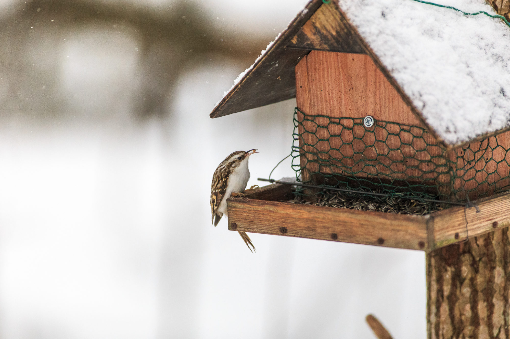 Valokuvaaja: Antti Toivanen