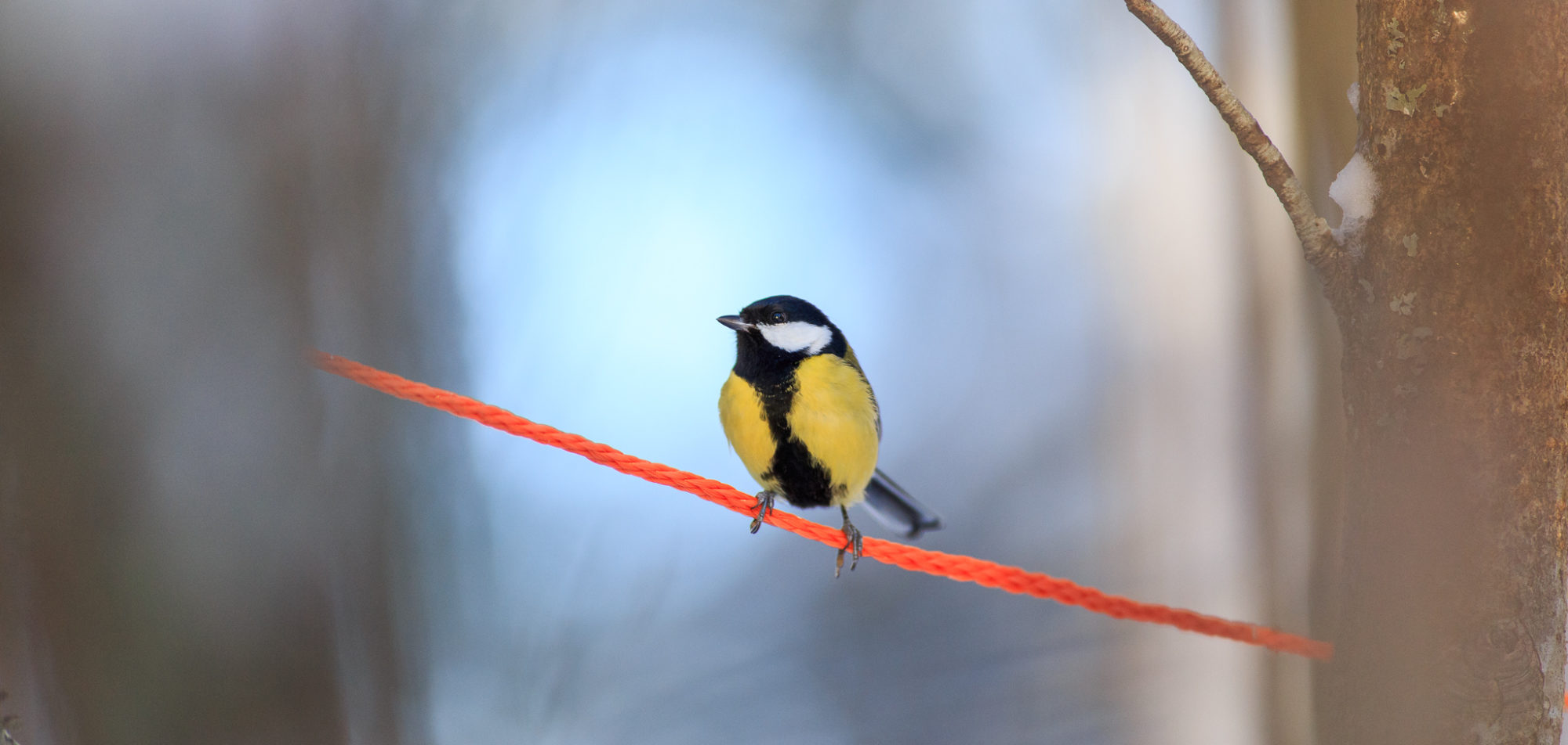Valokuvaaja: Antti Toivanen