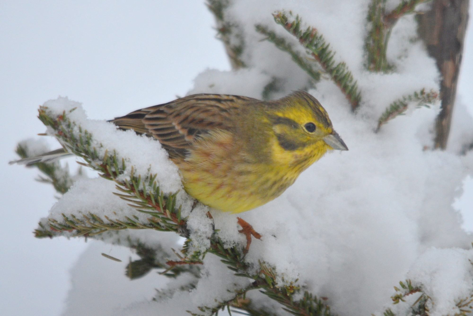 Valokuvaaja: Kaarlo Asikainen Valokuvaaja: Kaarlo Asikainen
