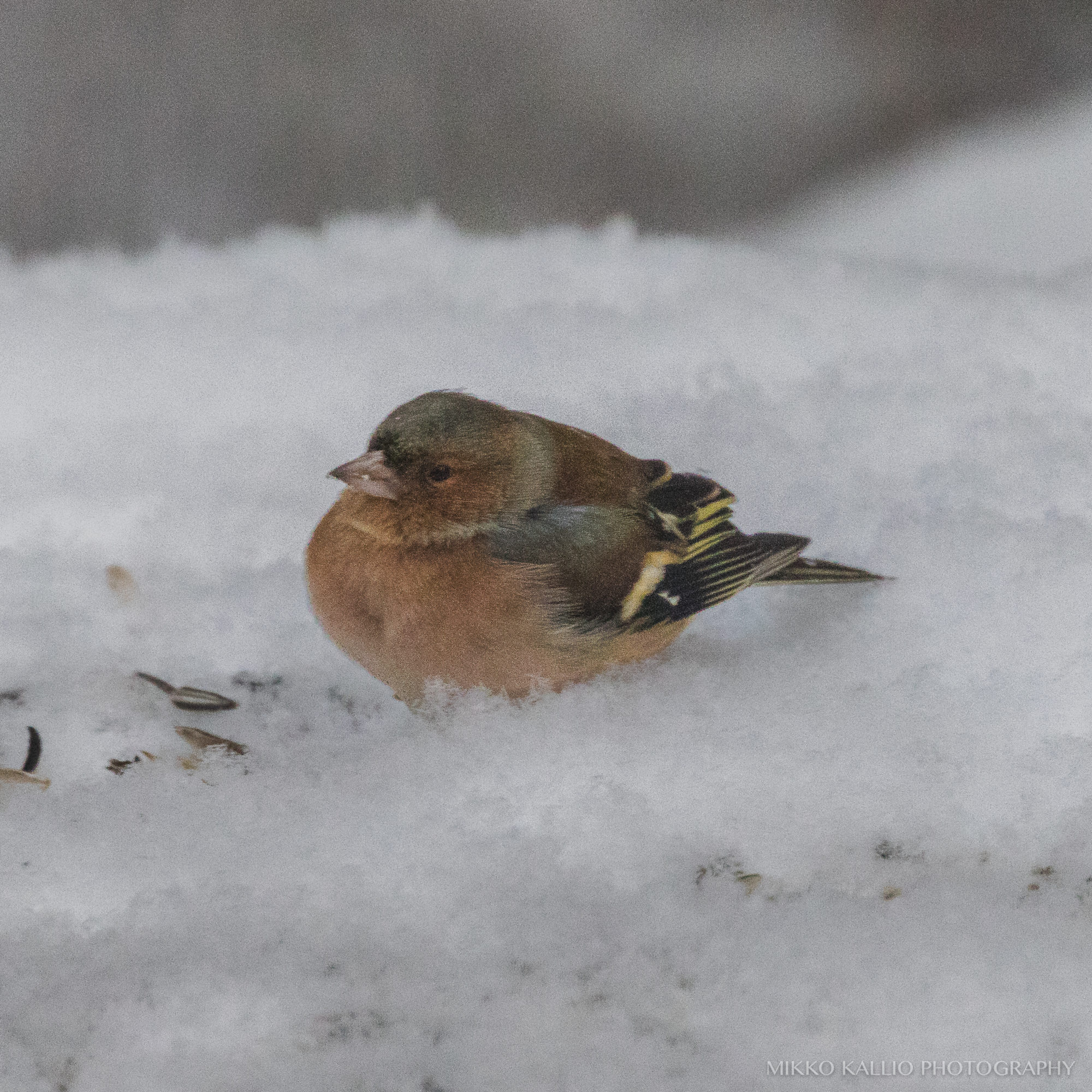 Valokuvaaja: Mikko Kallio