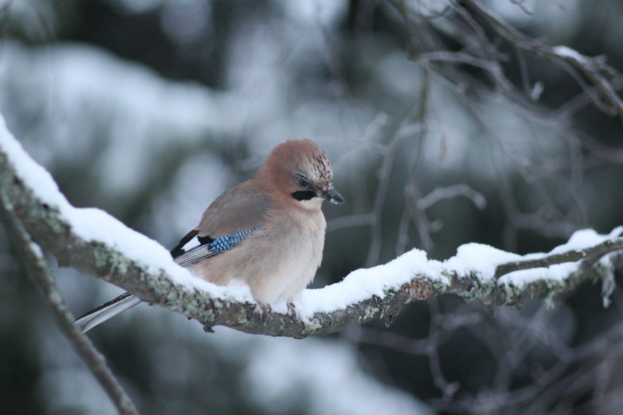 Valokuvaaja: Kaarlo Asikainen