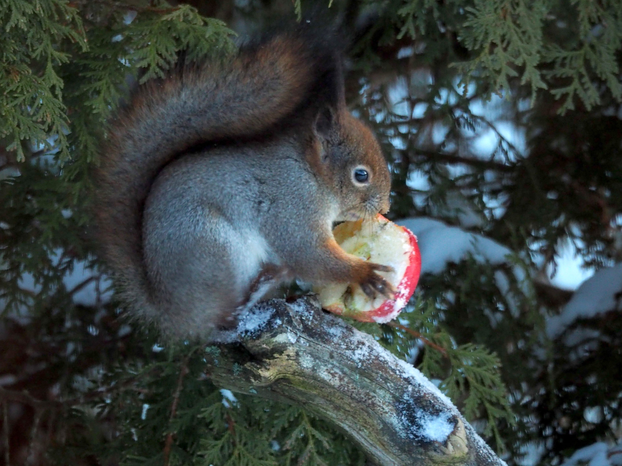 Valokuvaaja: Aki Jalava