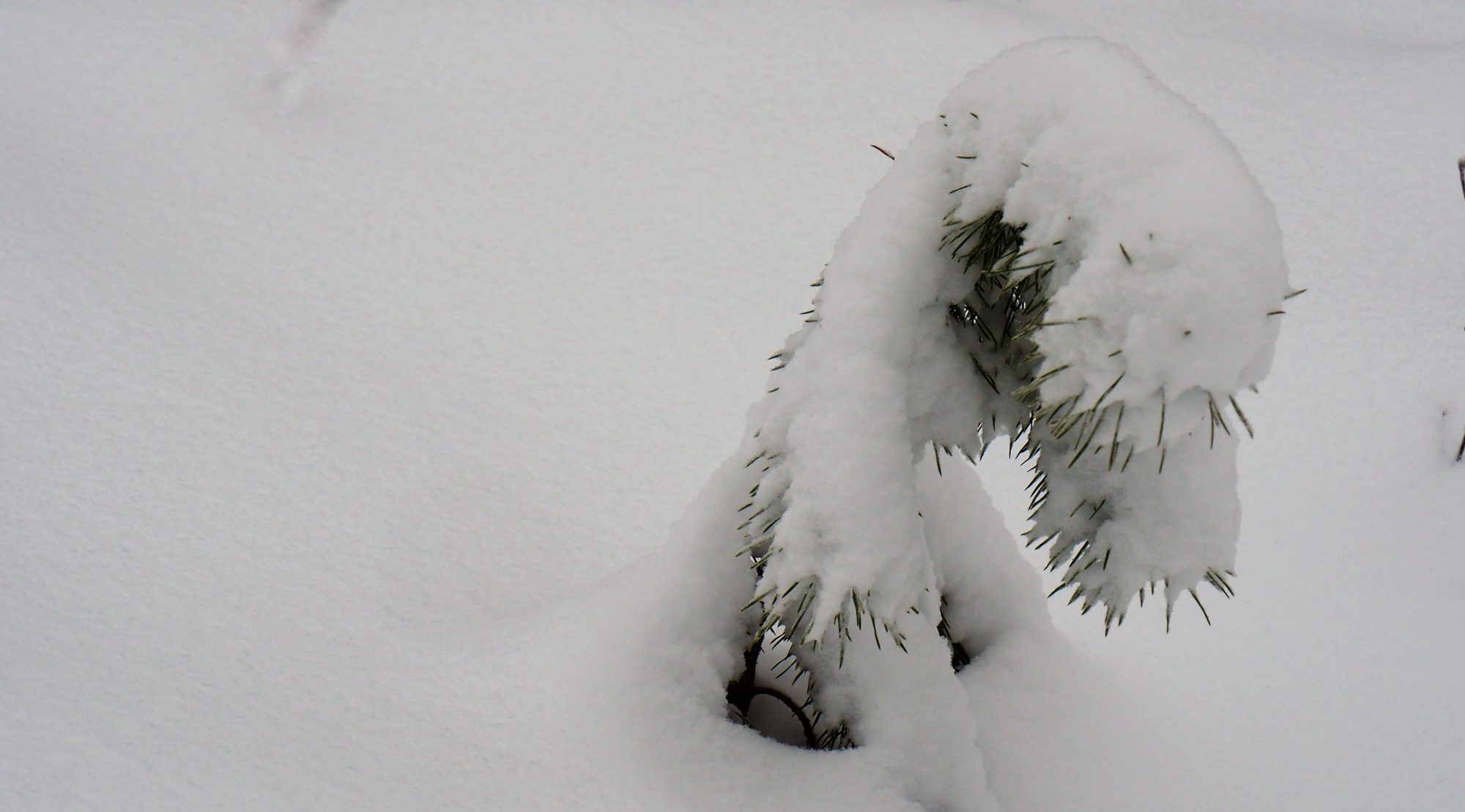 Valokuvaaja: Arja Valtonen