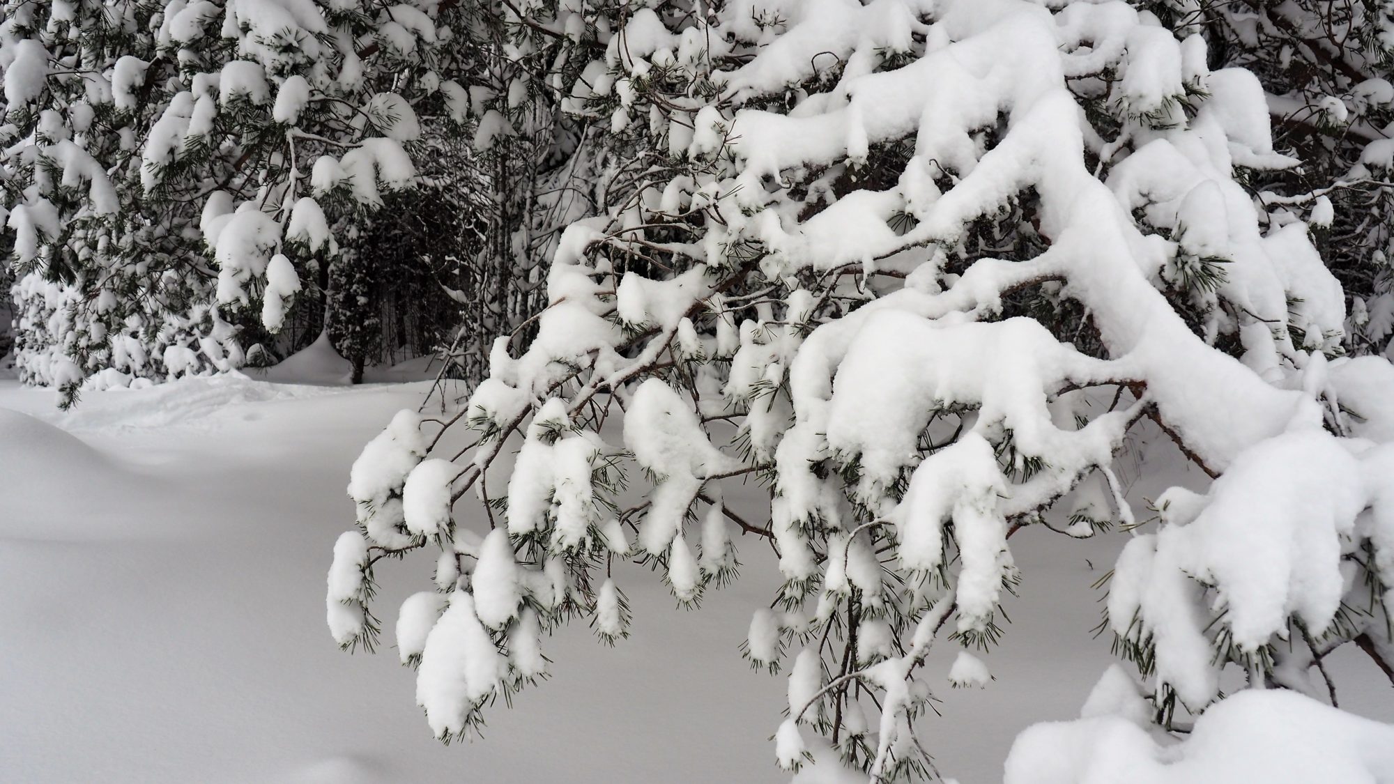 Valokuvaaja: Arja Valtonen