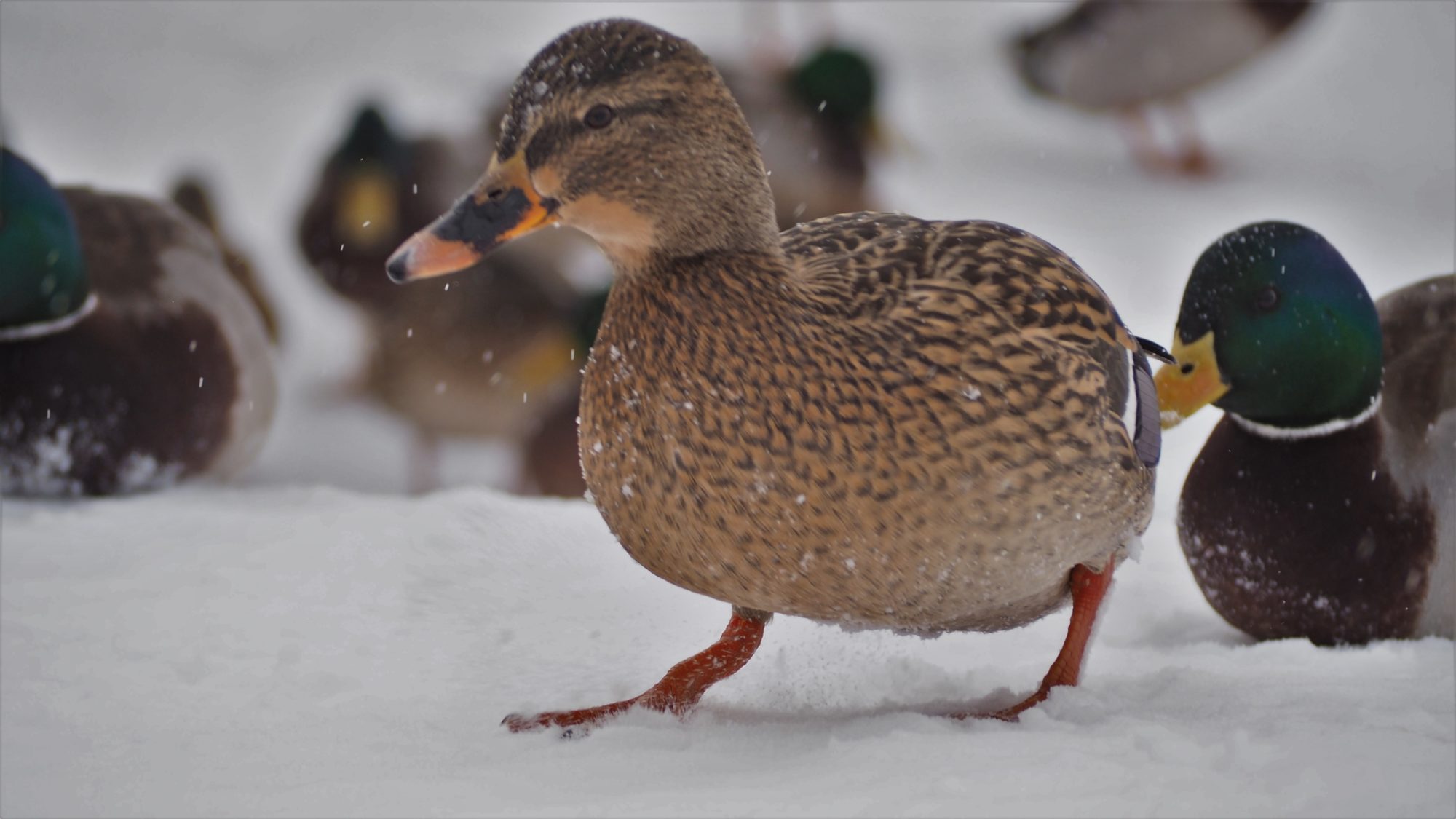 Valokuvaaja: Arja Valtonen