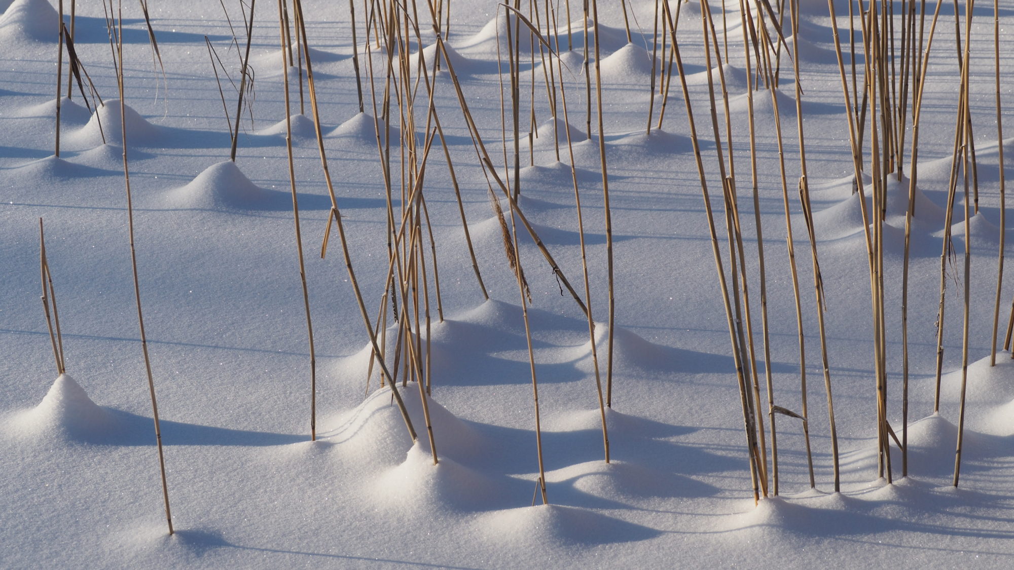 Valokuvaaja: Arja Valtonen