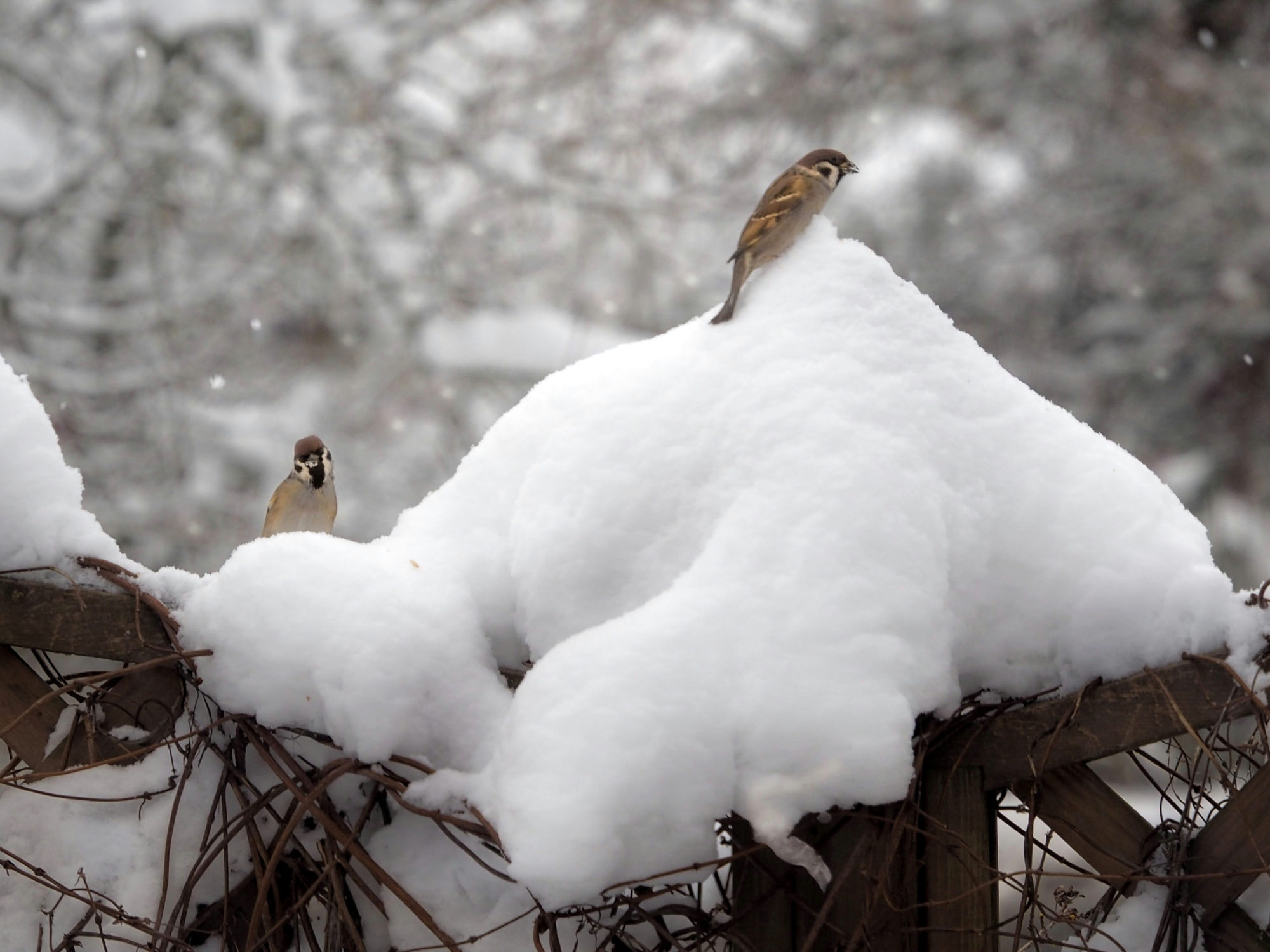 Valokuvaaja: Aki Jalava