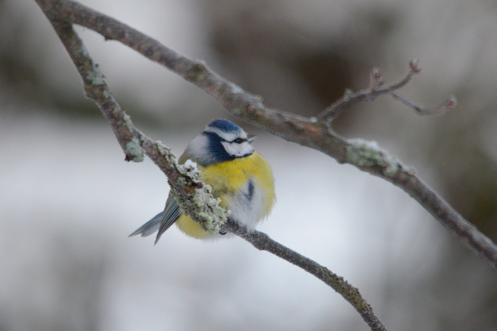 Valokuvaaja: Kaarlo Asikainen