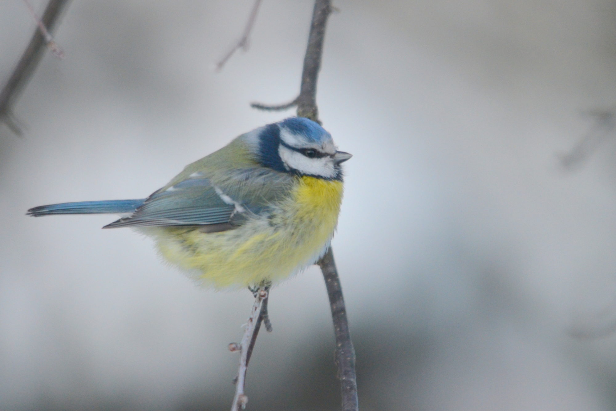 Valokuvaaja: Kaarlo Asikainen Valokuvaaja: Kaarlo Asikainen