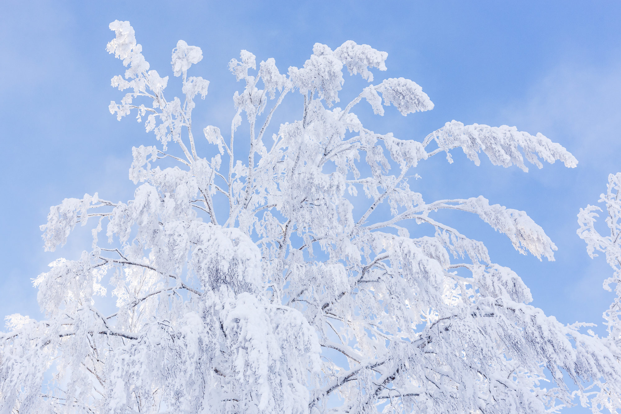 Valokuvaaja: Antti Toivanen