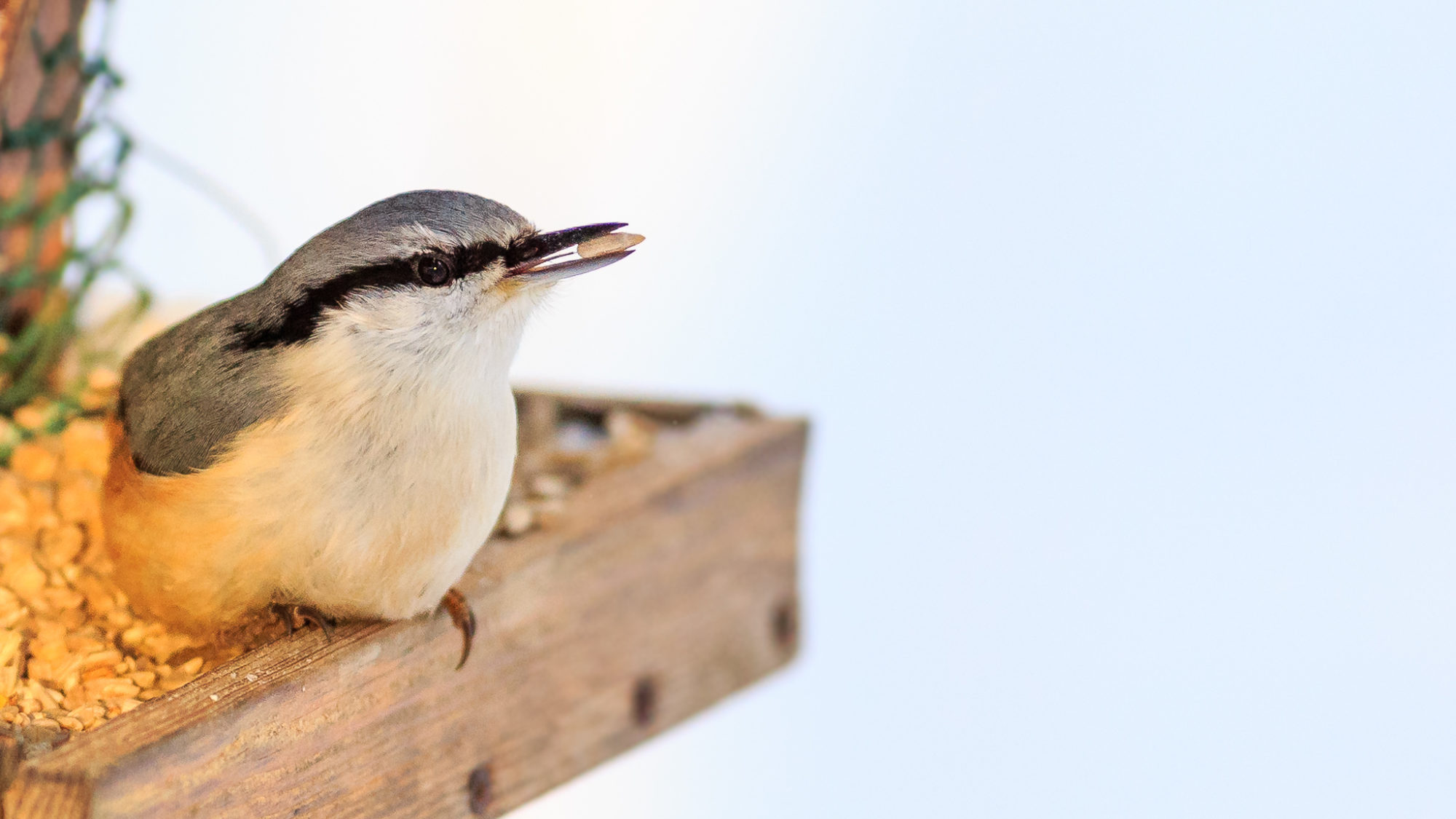 Valokuvaaja: Antti Toivanen