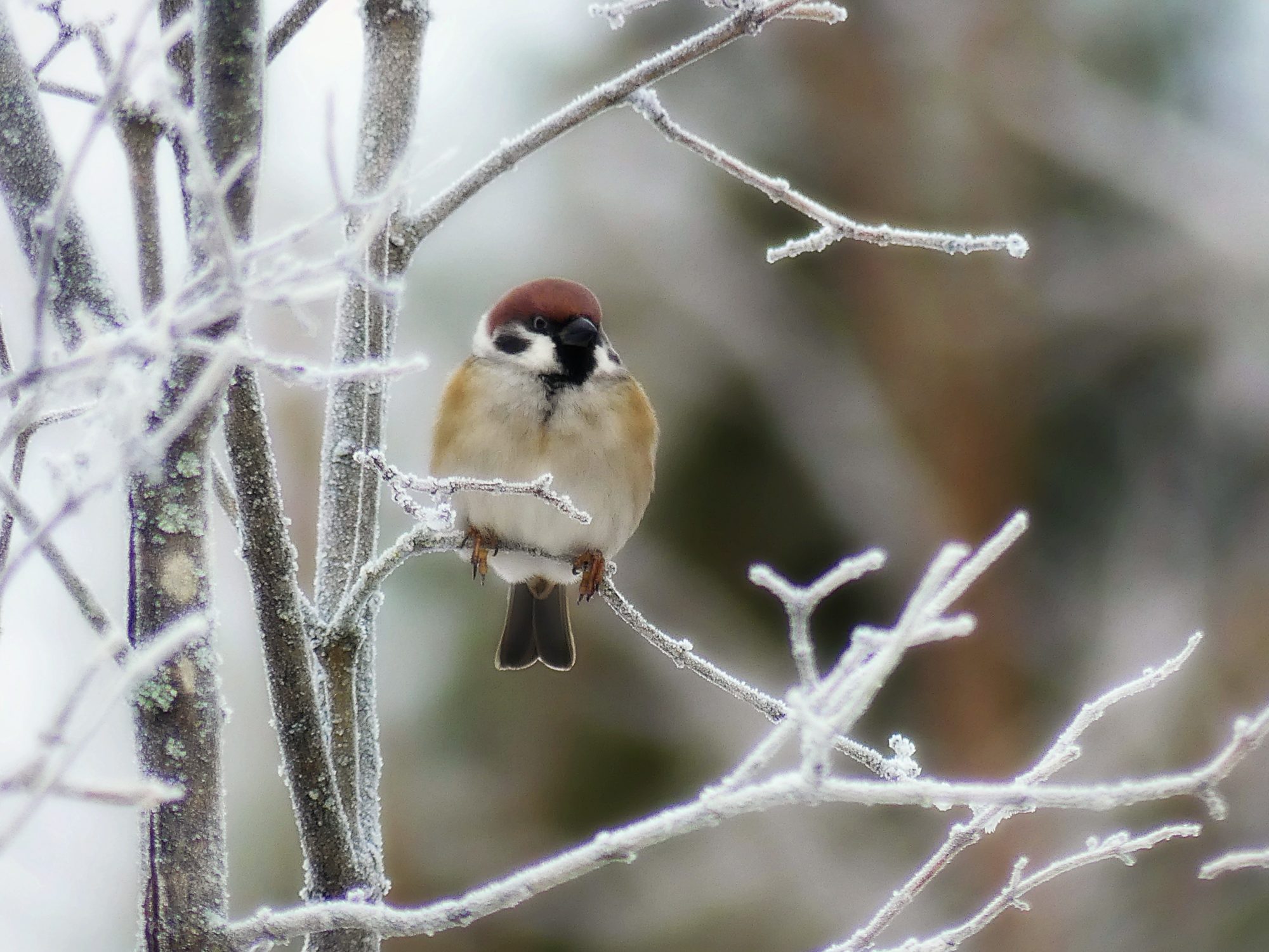 Valokuvaaja: Noora Miettinen