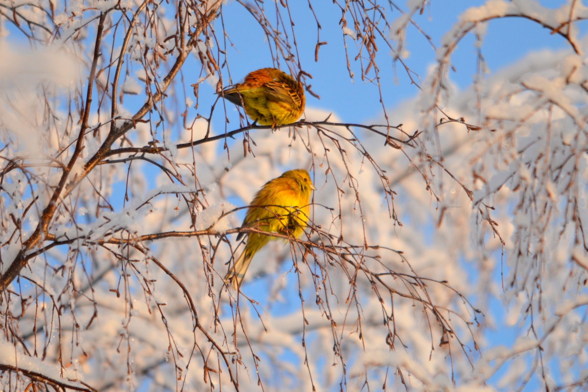 Valokuvaaja: Kaarlo Asikainen