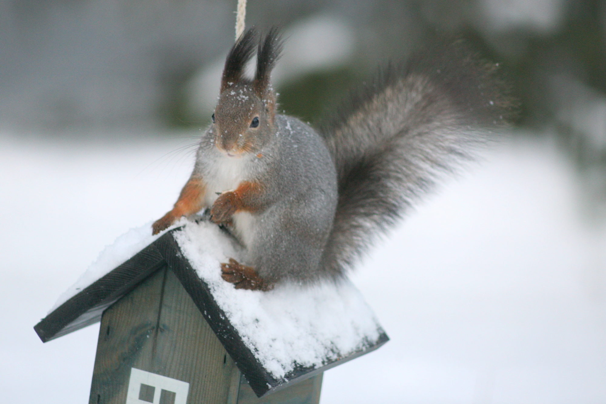 Valokuvaaja: Kaarlo Asikainen