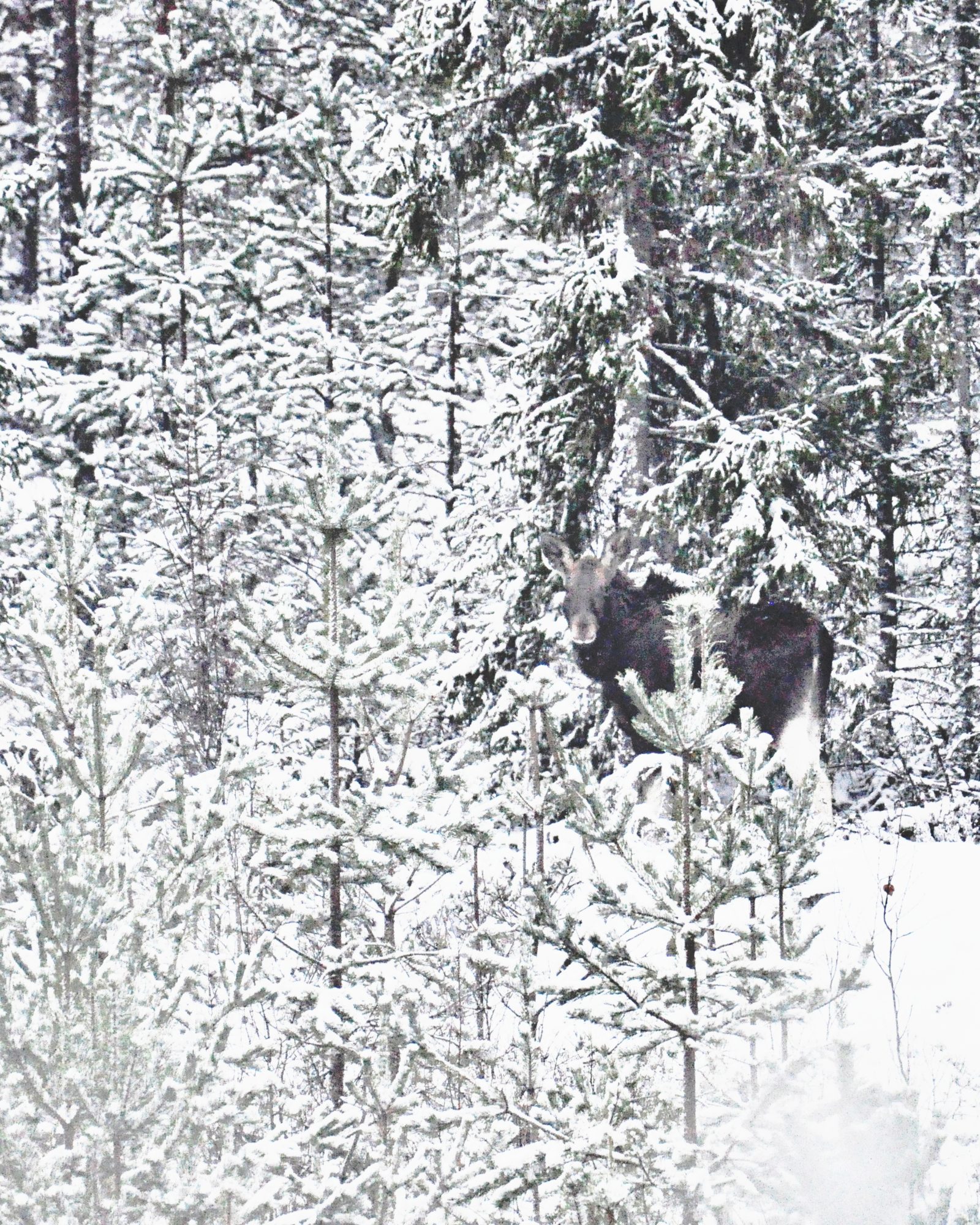 Valokuvaaja: Jenni Merilä