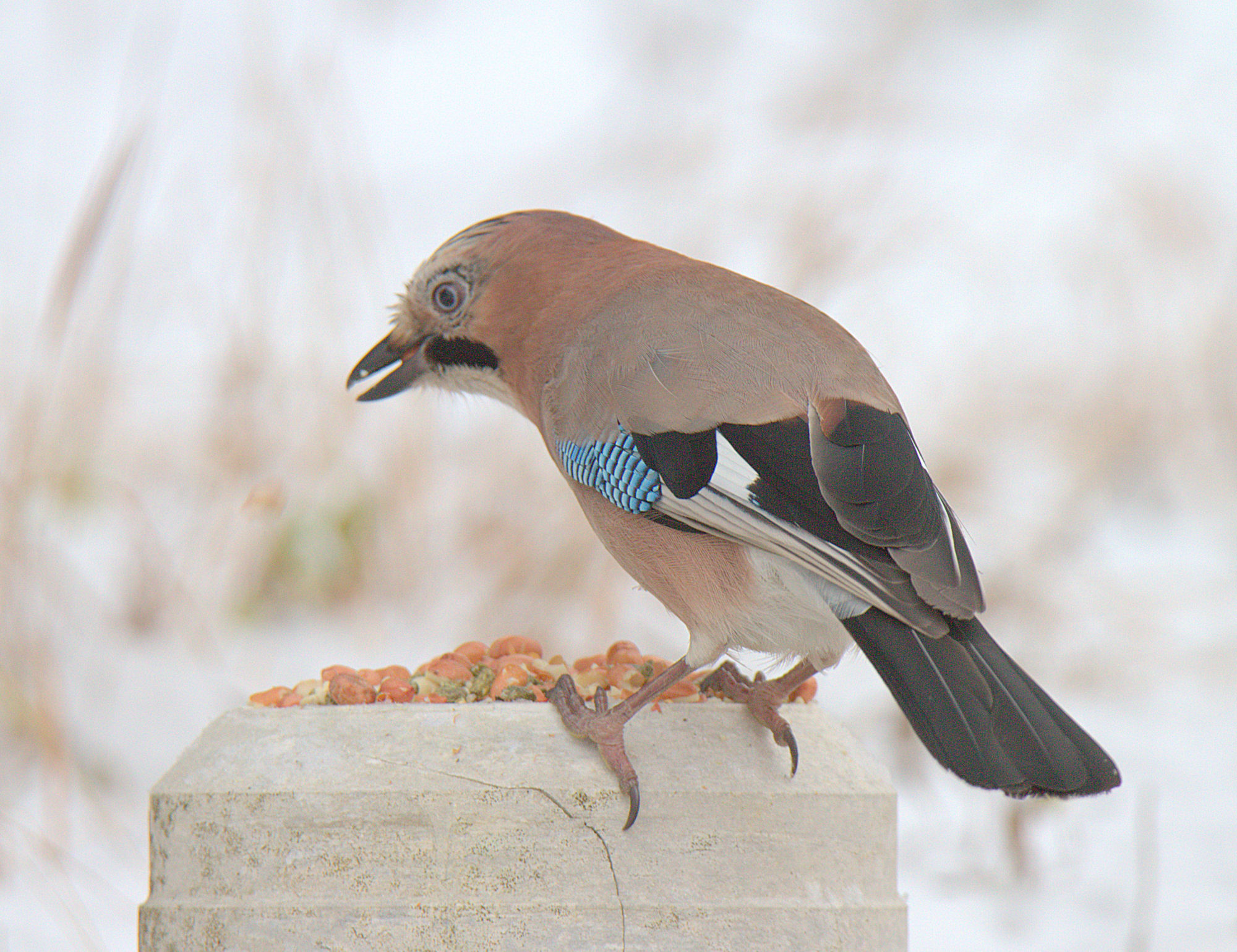 Valokuvaaja: Sirpa jyske