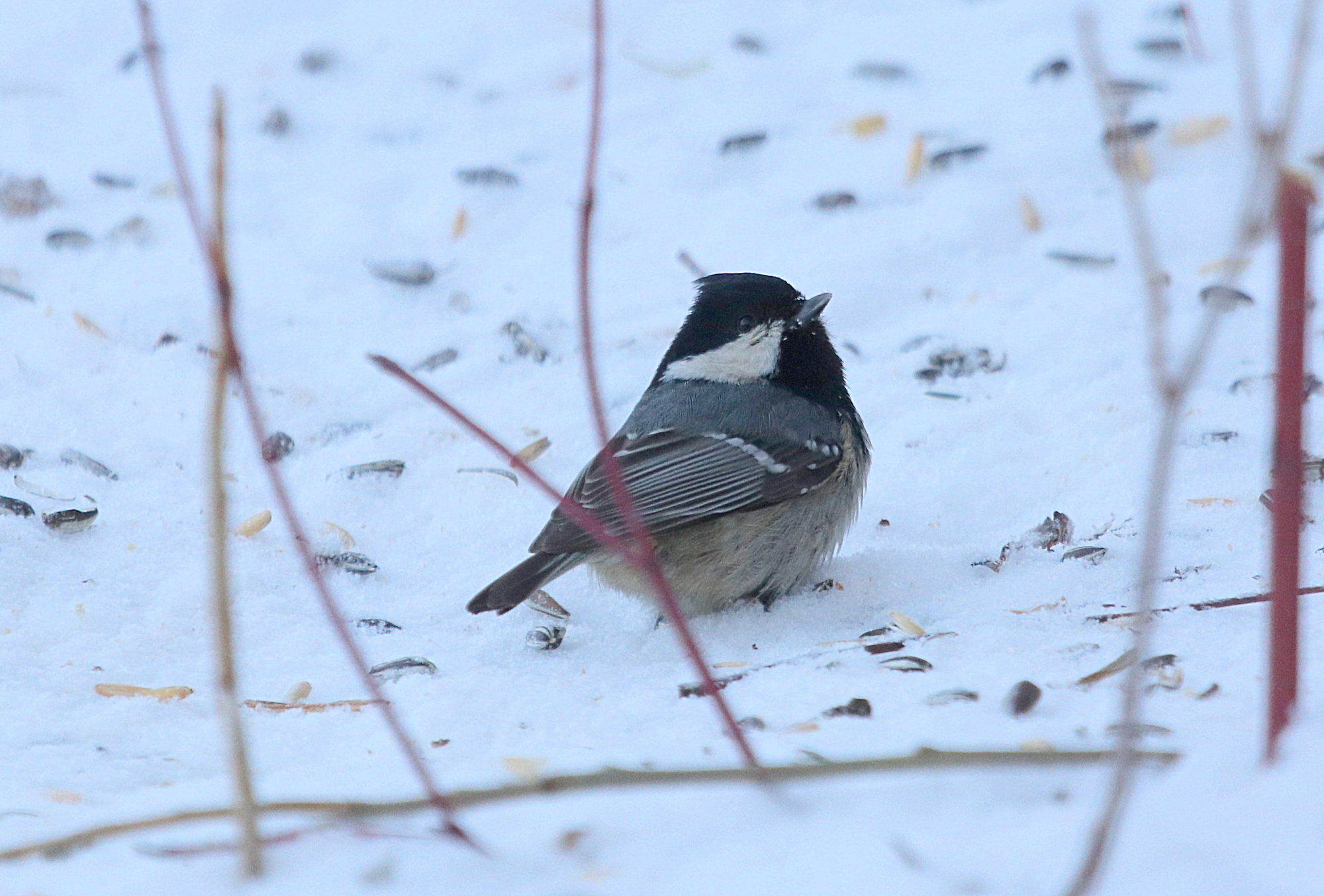 Valokuvaaja: sirpa jyske