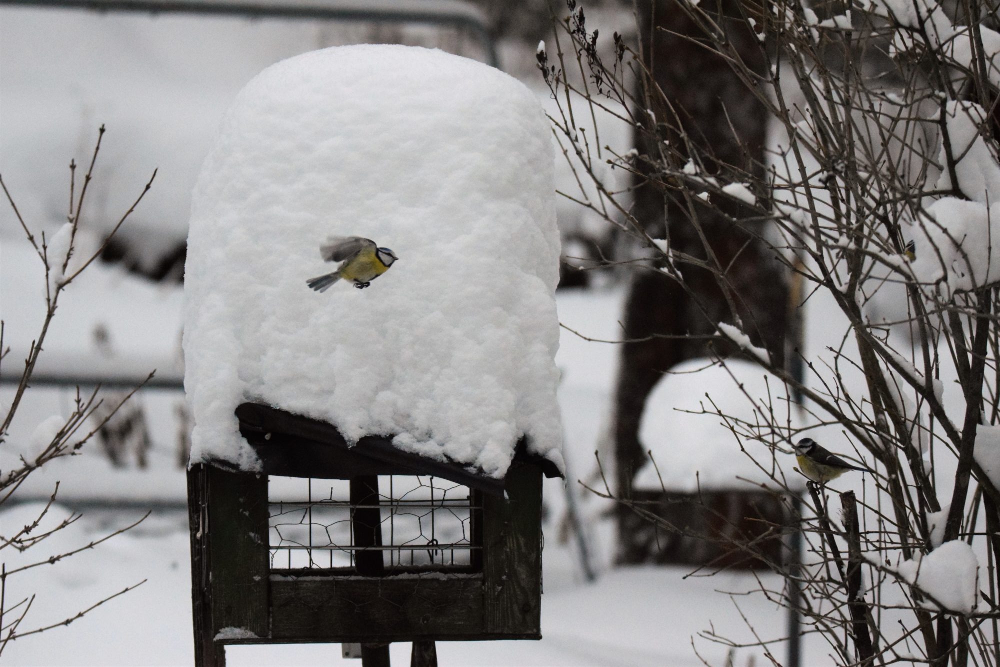 Valokuvaaja: Eetu Savolainen