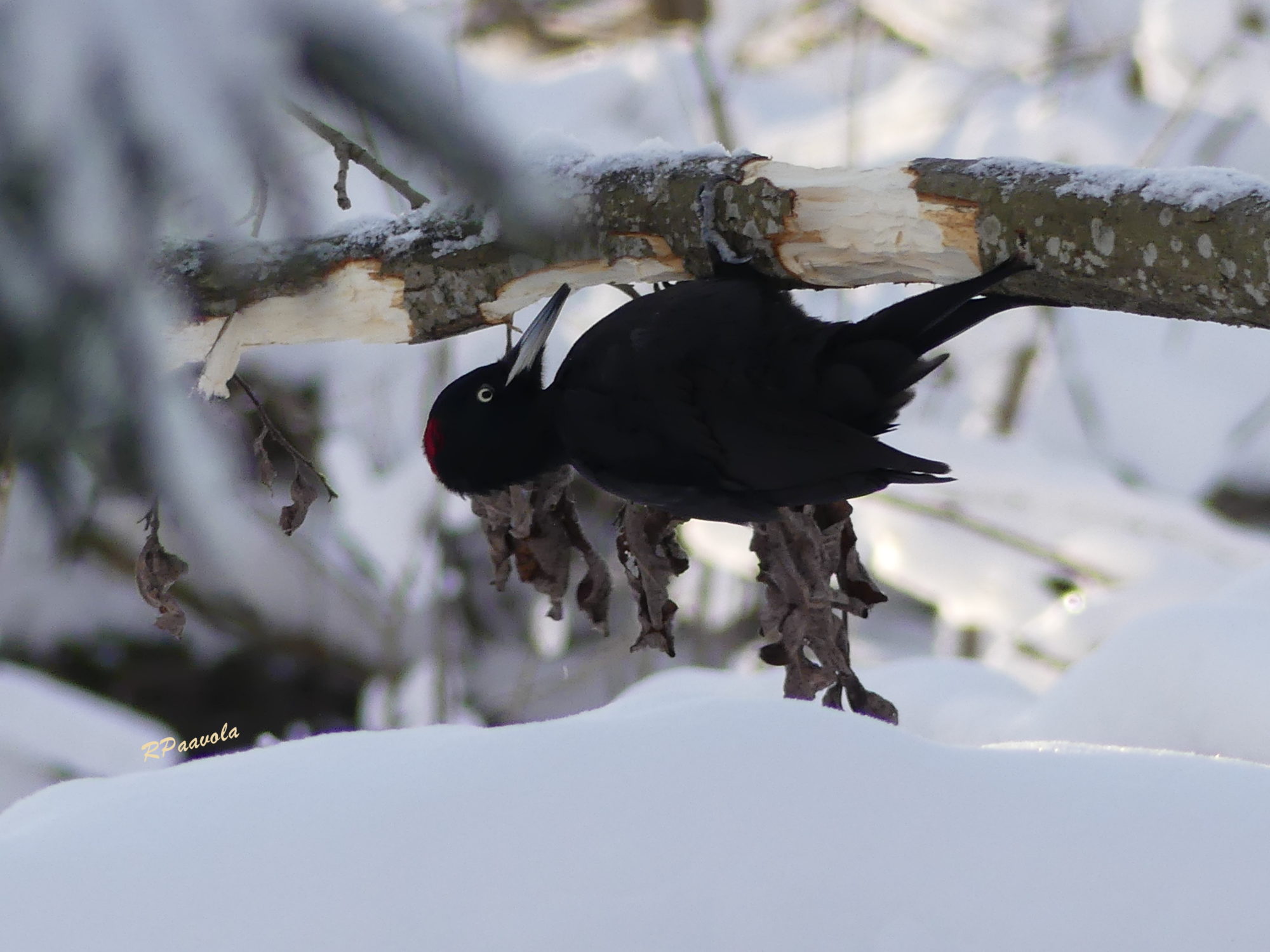 Valokuvaaja: Raili Paavola