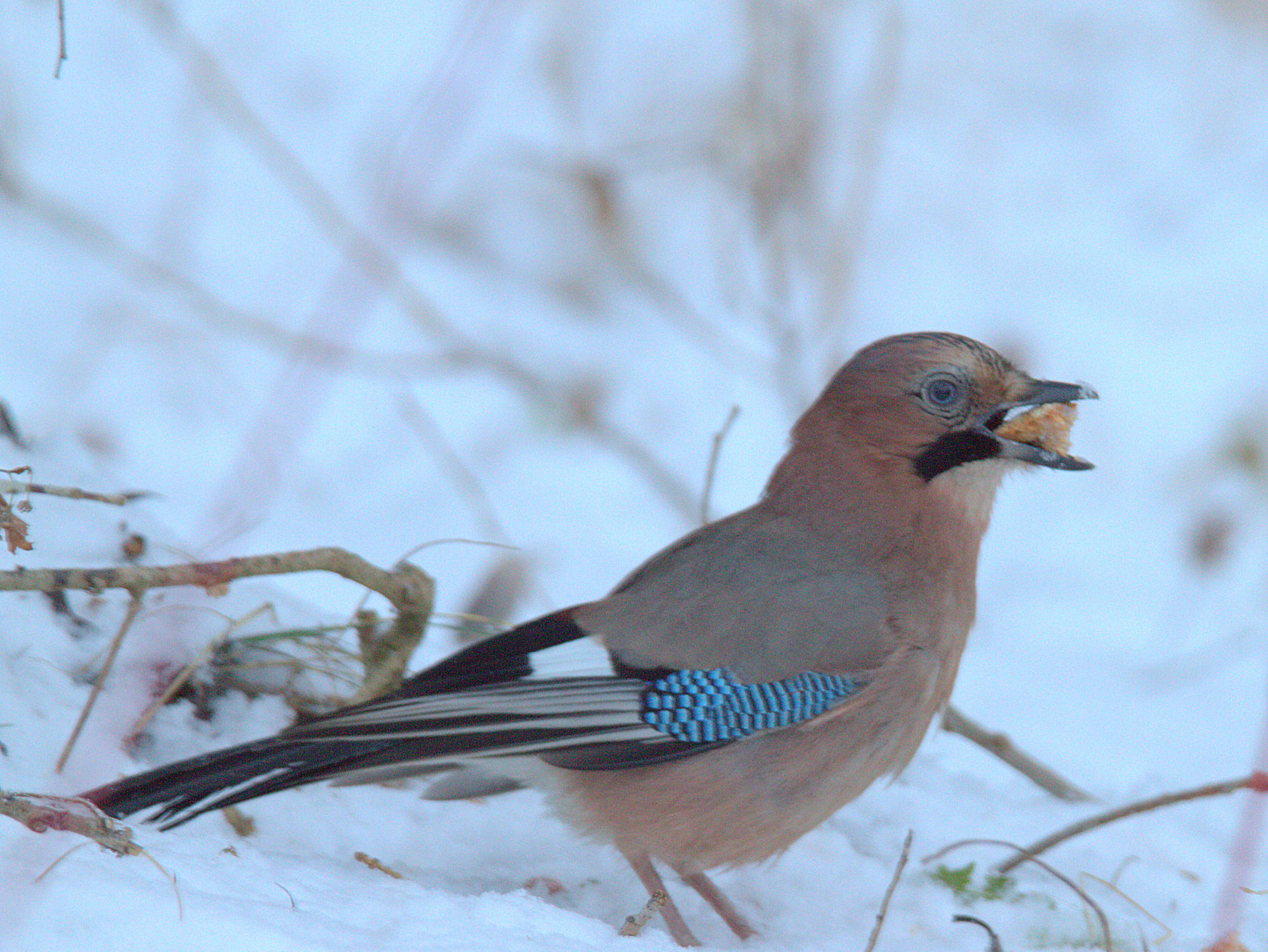 Valokuvaaja: sirpaJyske