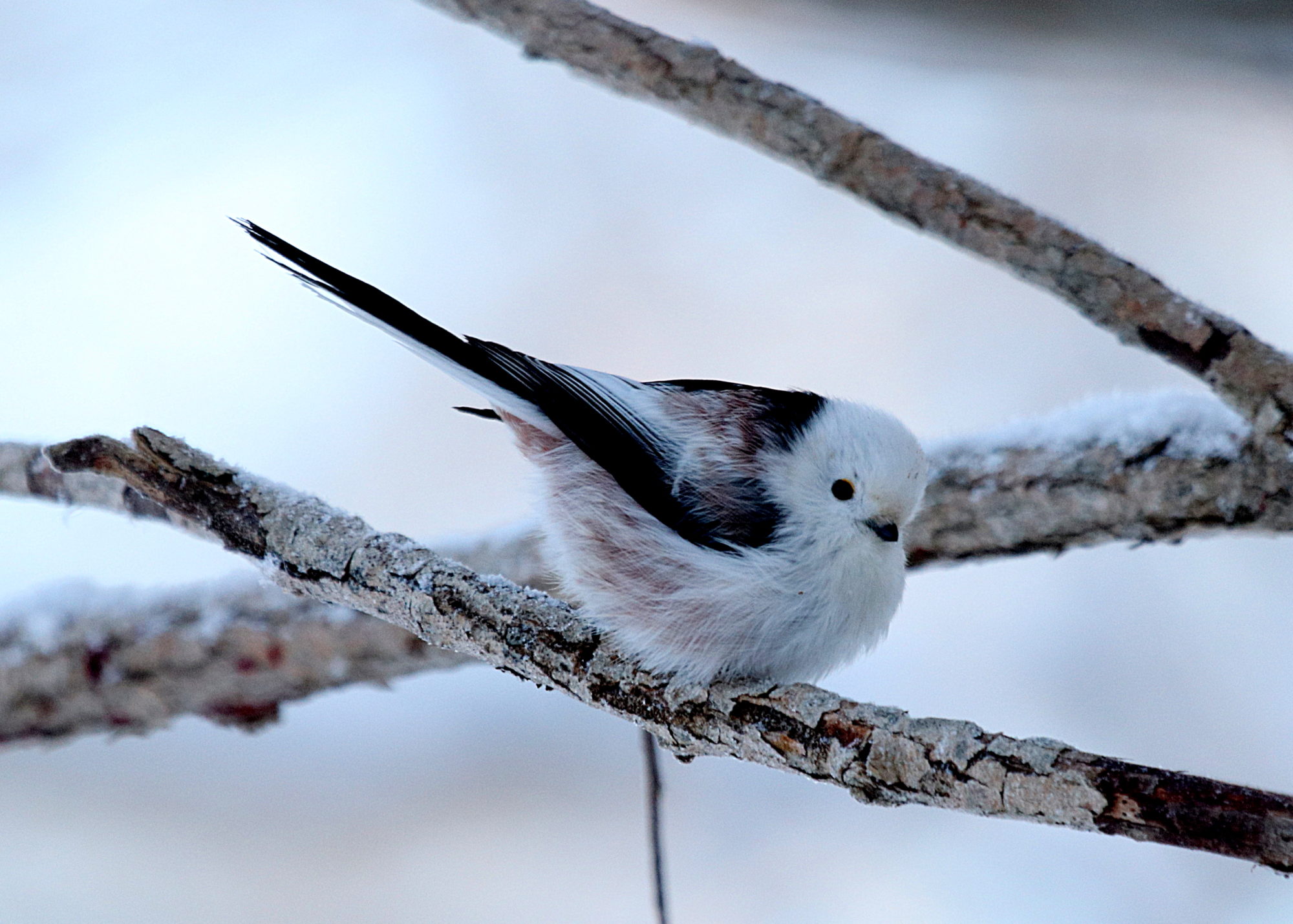 Valokuvaaja: sirpa jyske