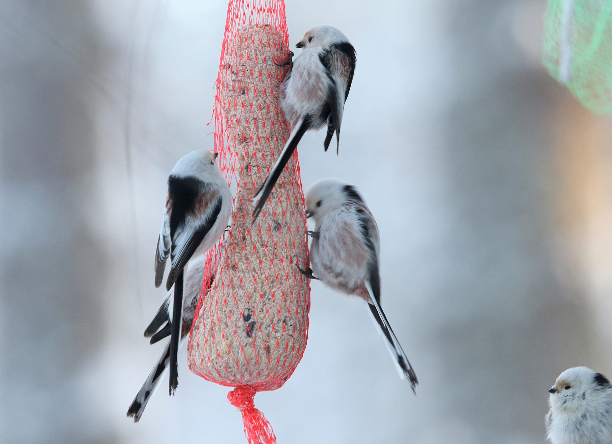 Valokuvaaja: sirpa jyske