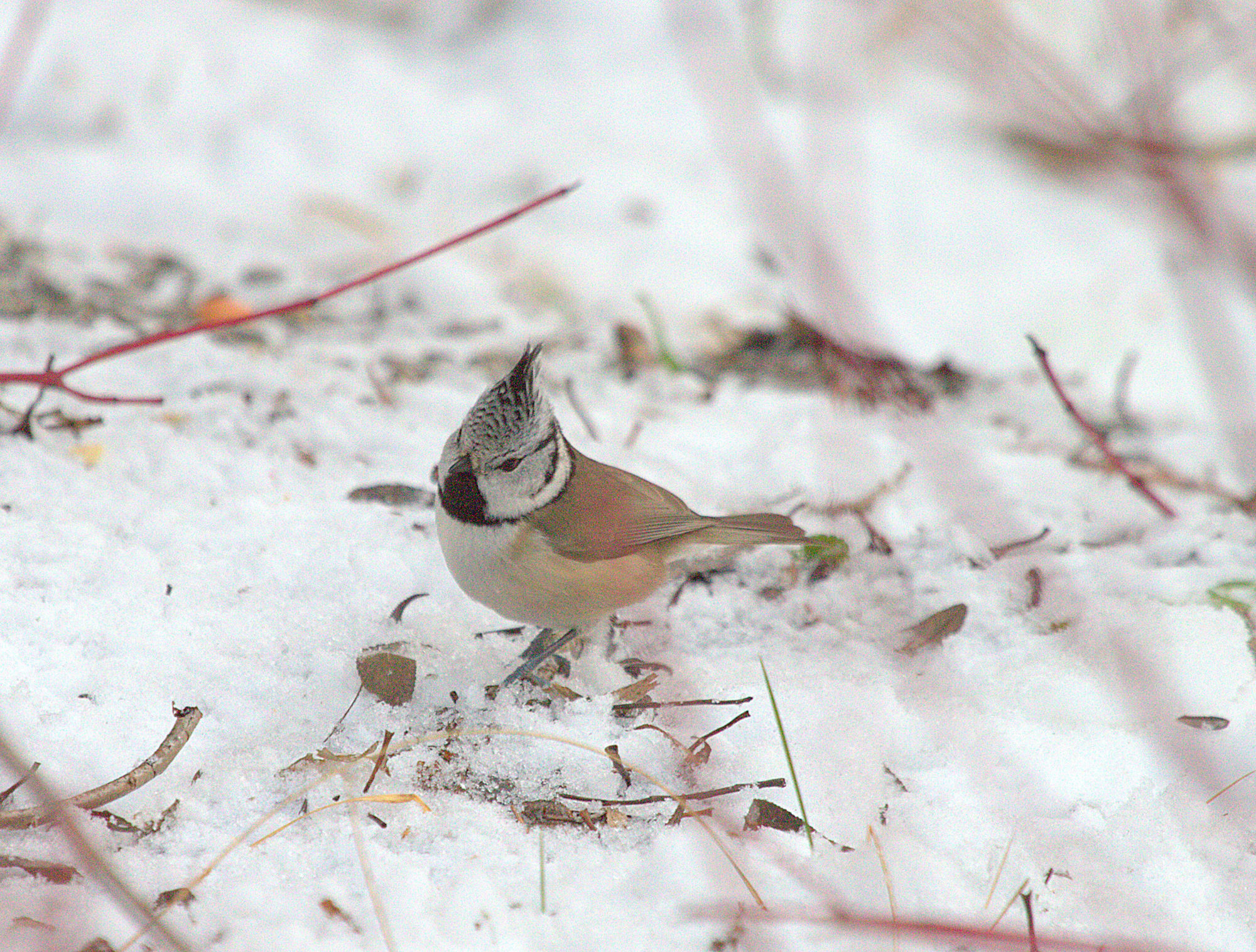 Valokuvaaja: sirpa jyske