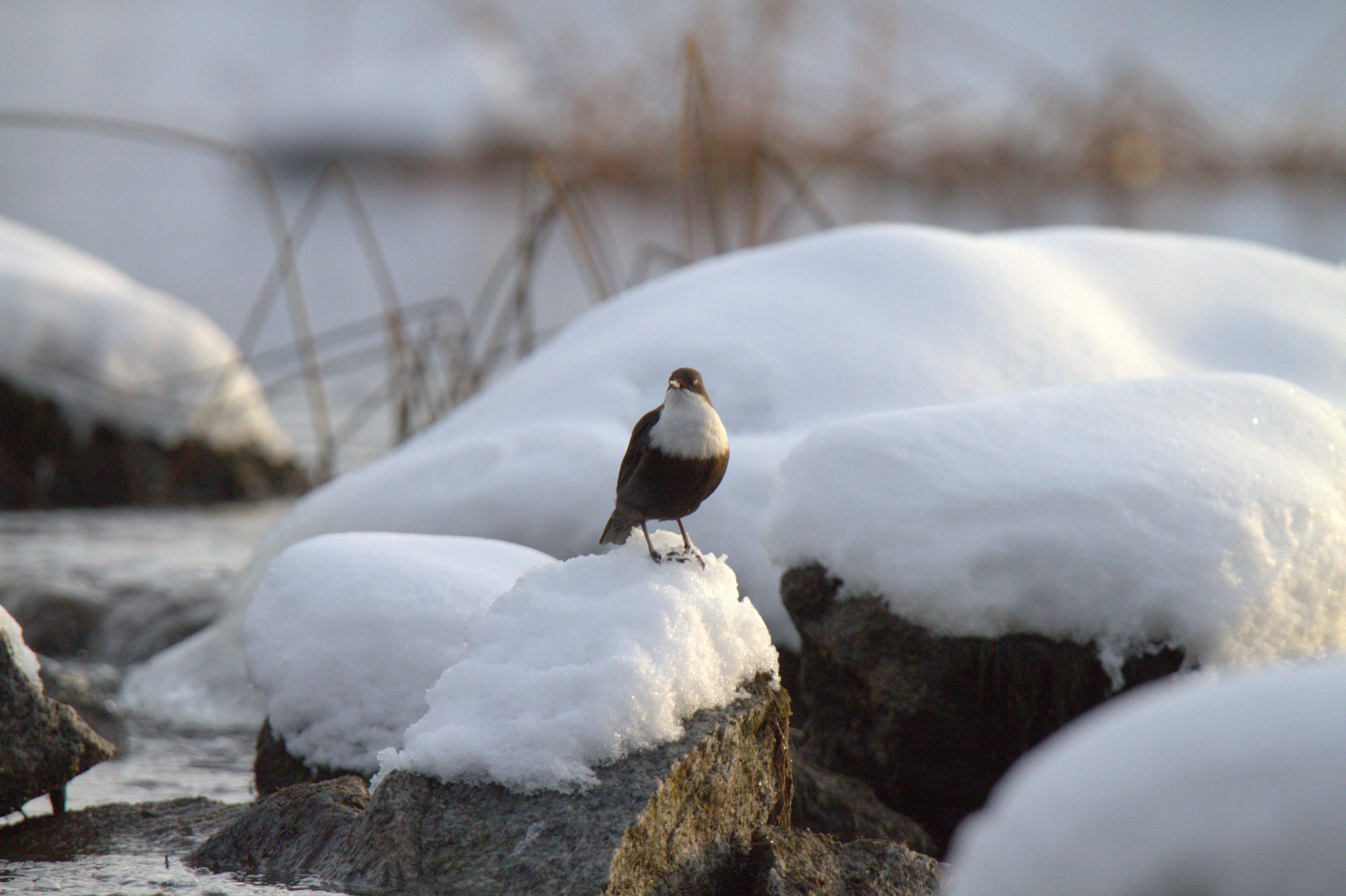 Valokuvaaja: sirpa jyske