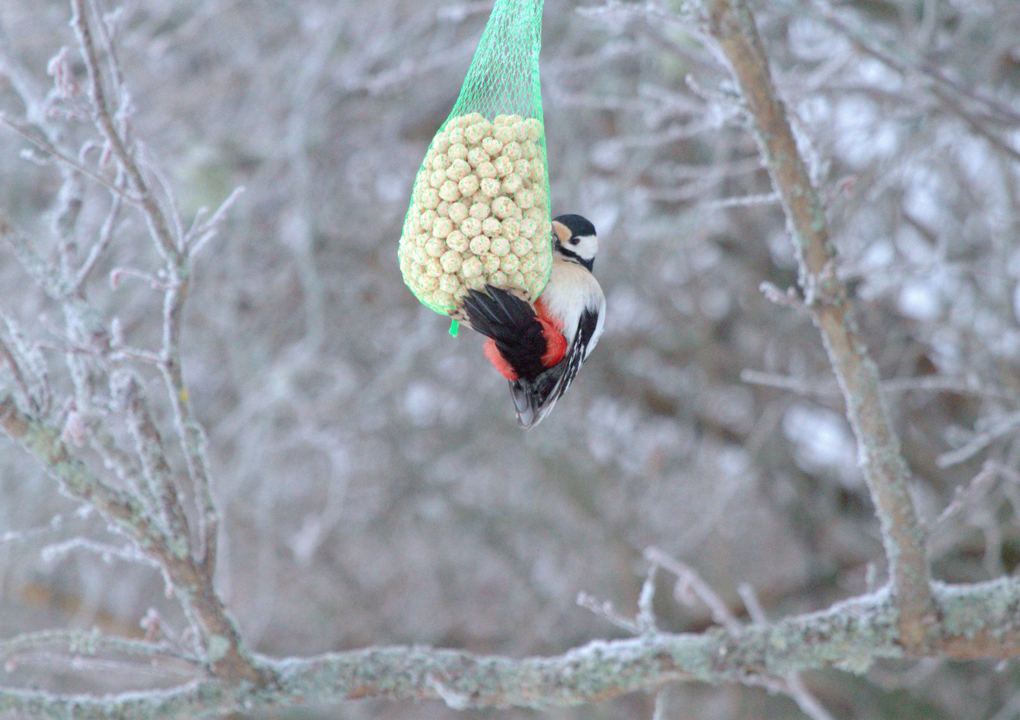 Valokuvaaja: sirpa jyske Valokuvaaja: sirpa jyske