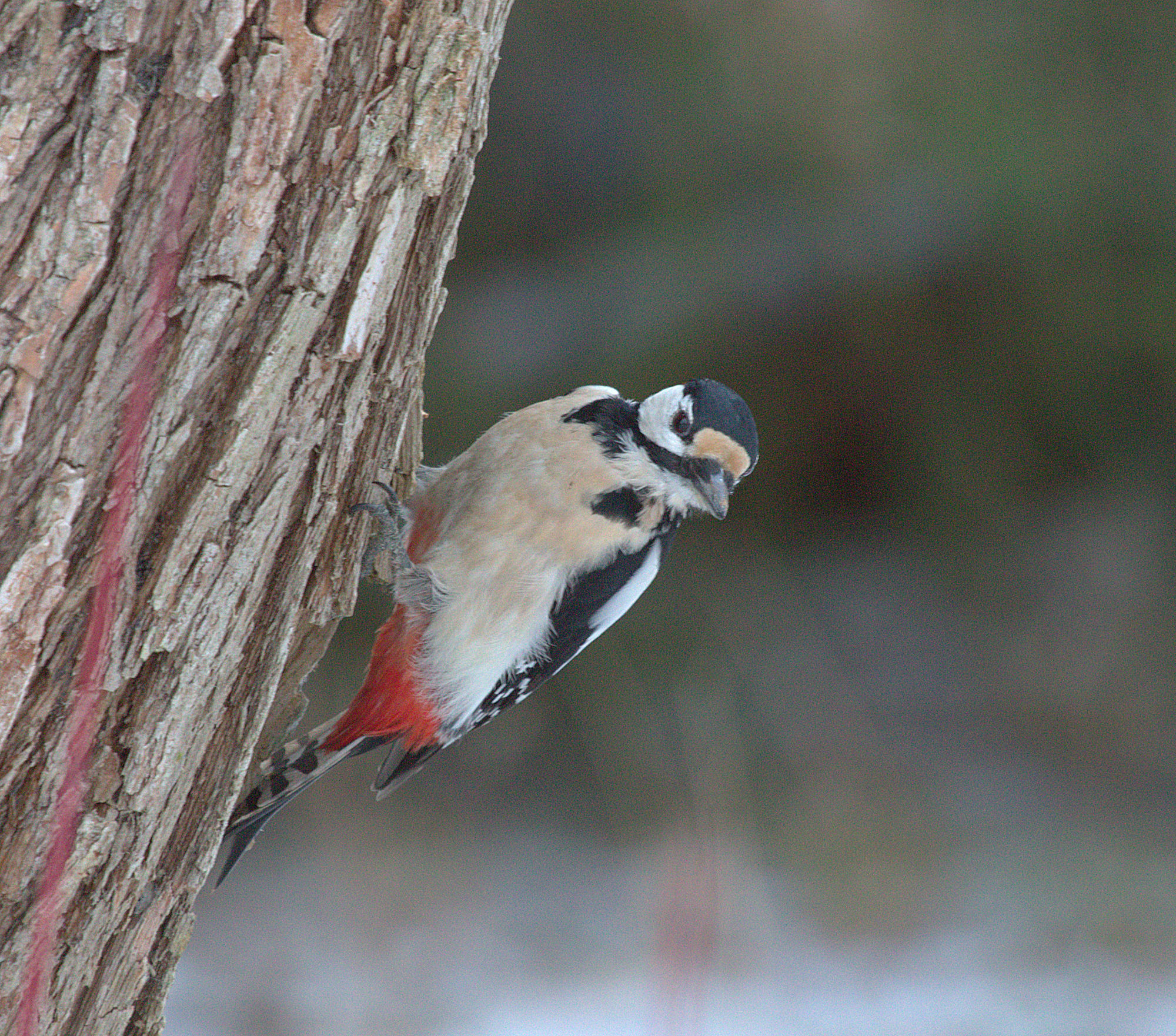 Valokuvaaja: sirpa jyske Valokuvaaja: sirpa jyske