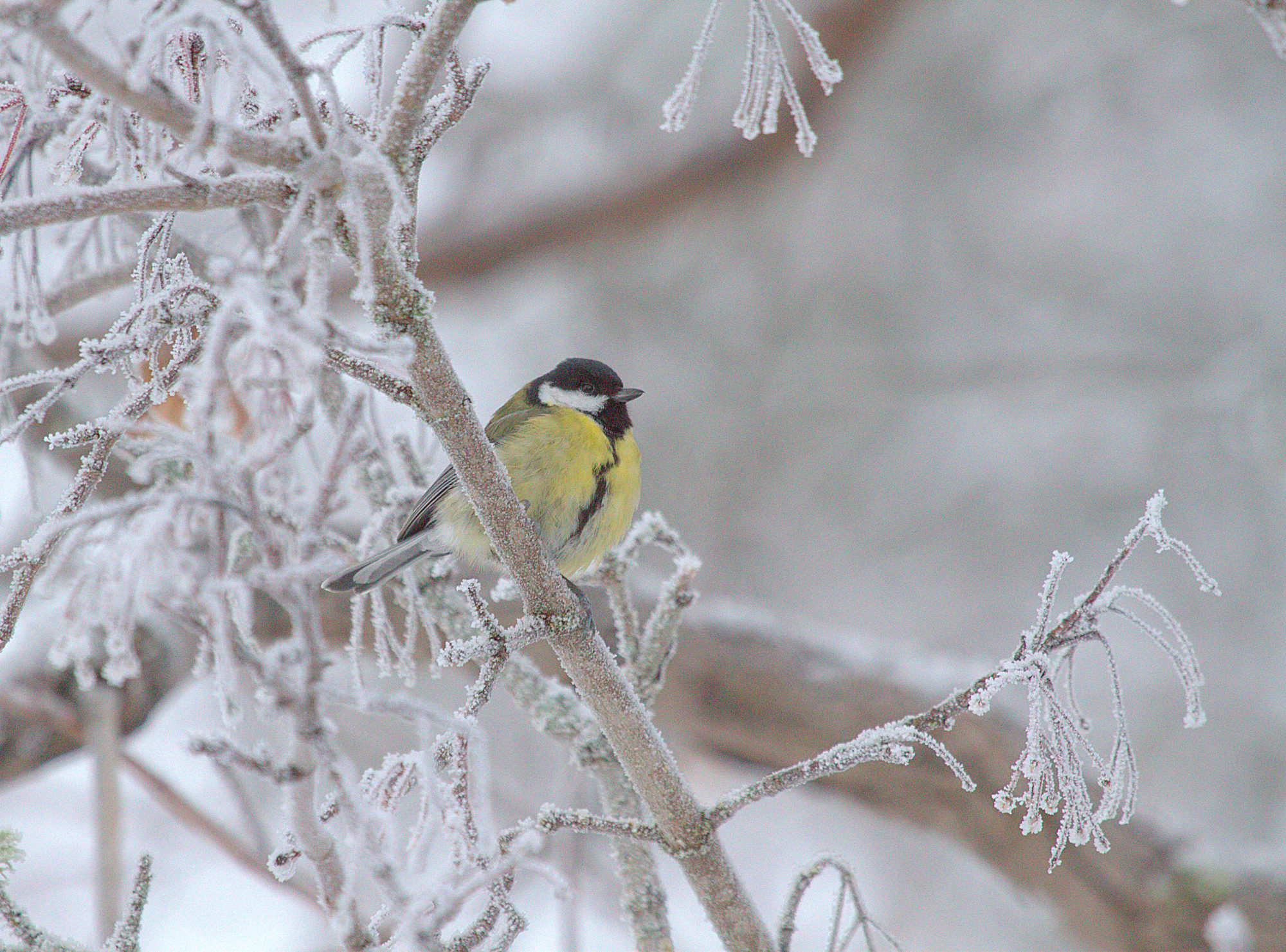 Valokuvaaja: sirpa jyske