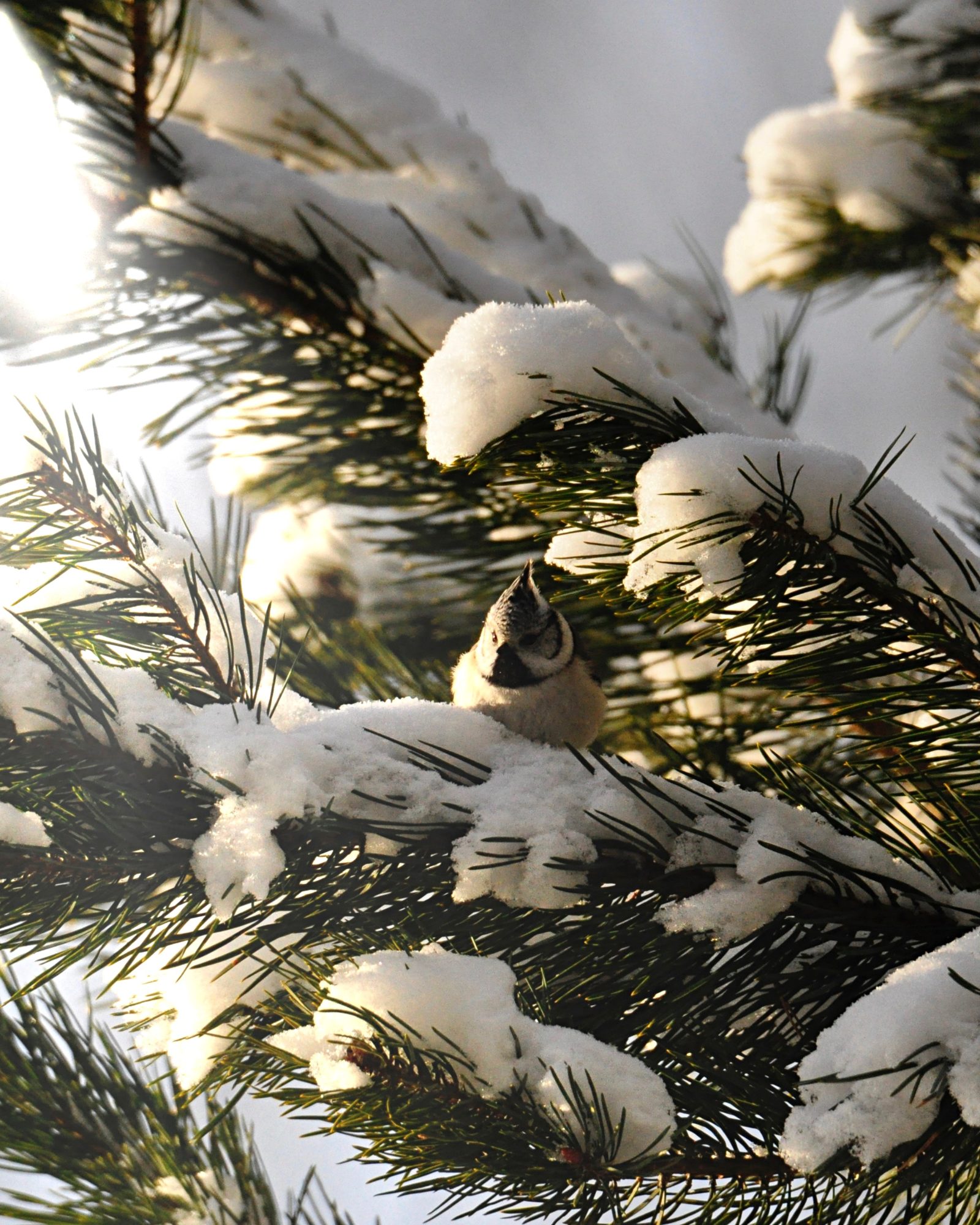 Valokuvaaja: Jenni Merilä