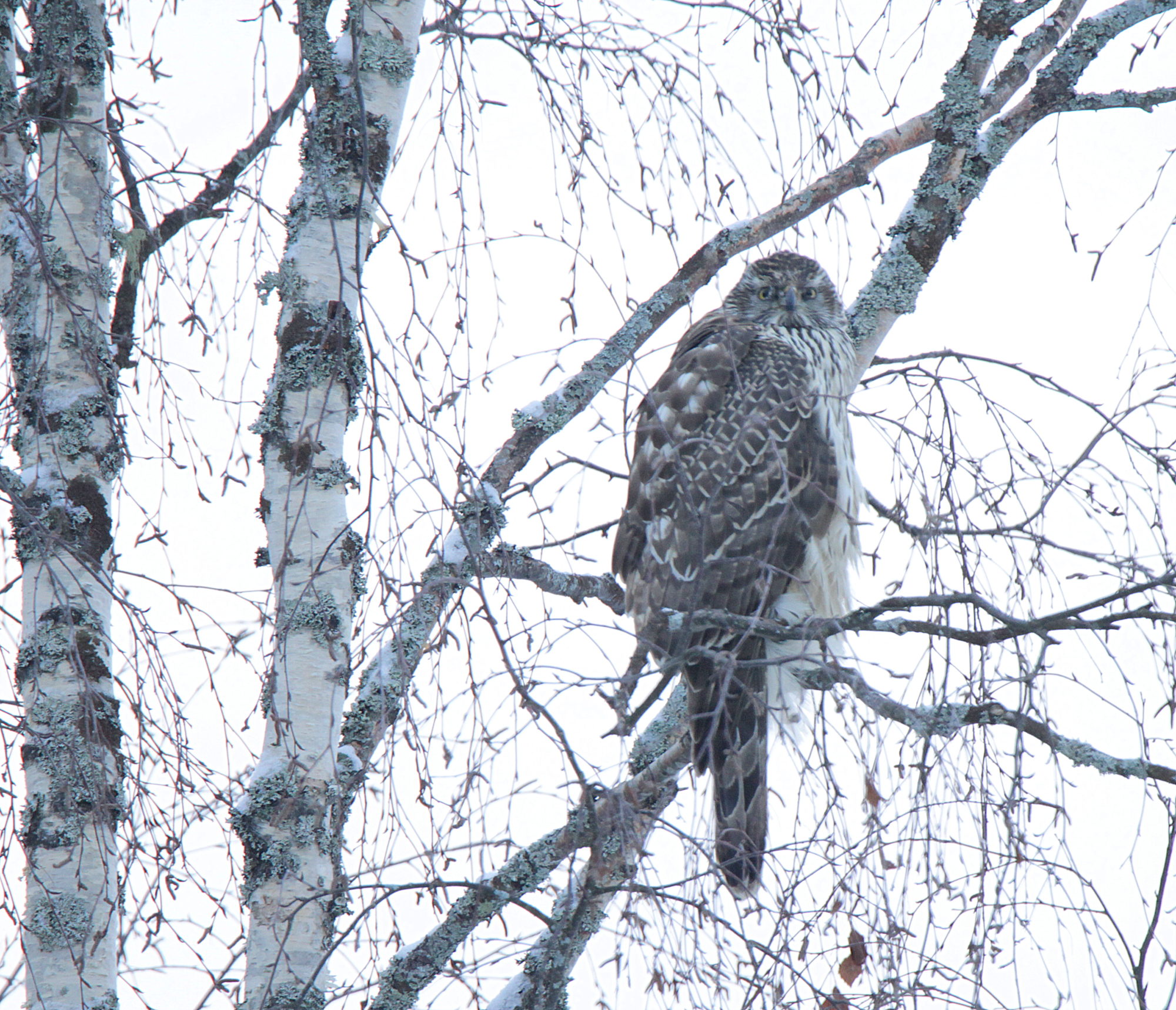 Valokuvaaja: sirpA jYSKE