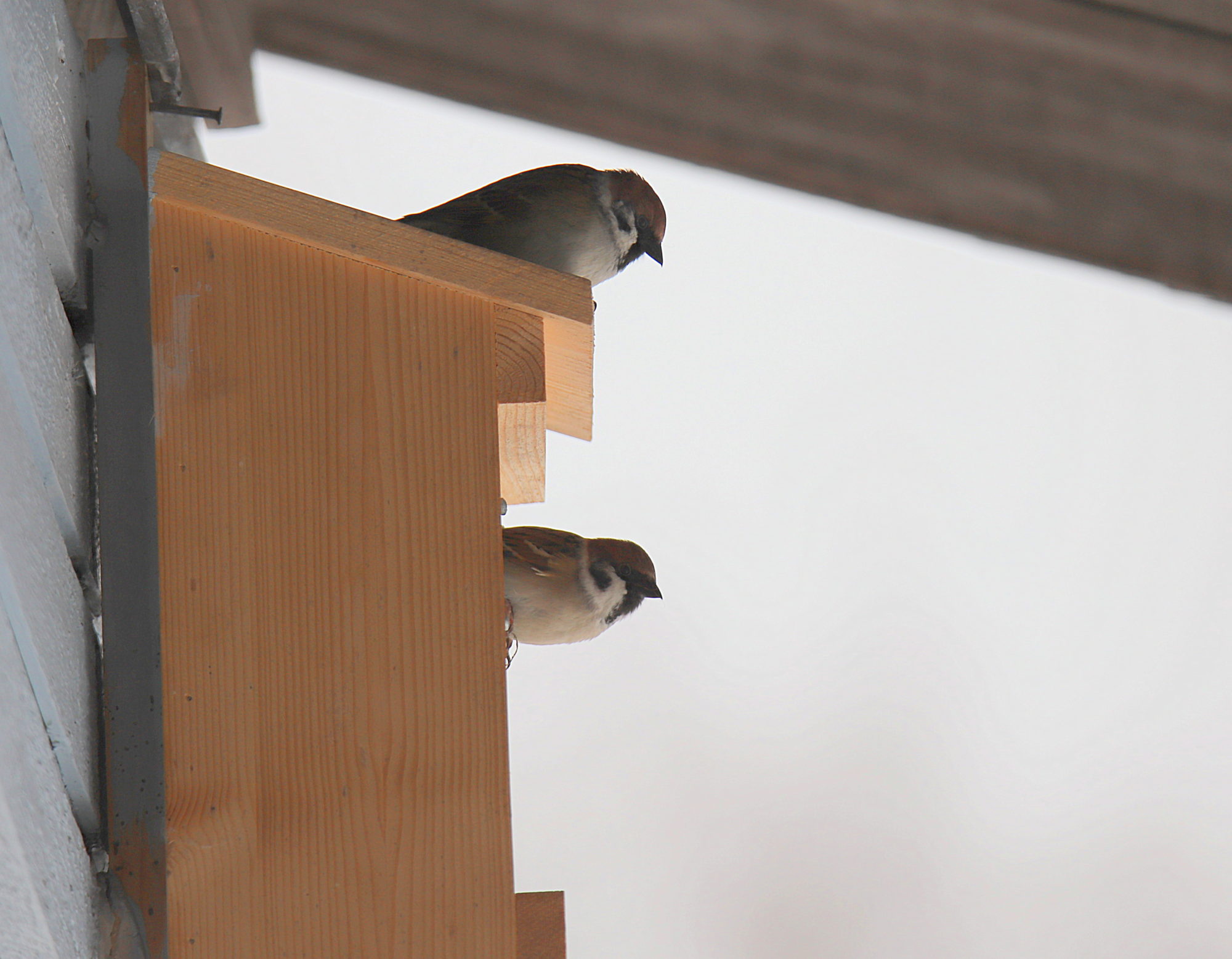 Valokuvaaja: sirpa jyske