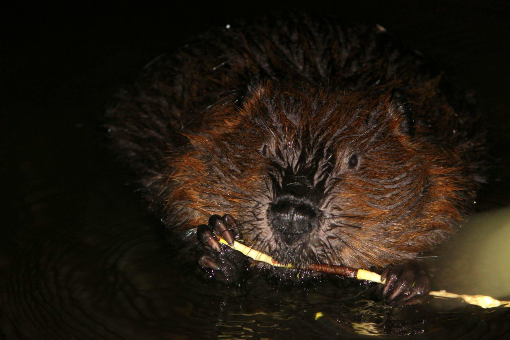 Valokuvaaja: Pinja Leppäkangas